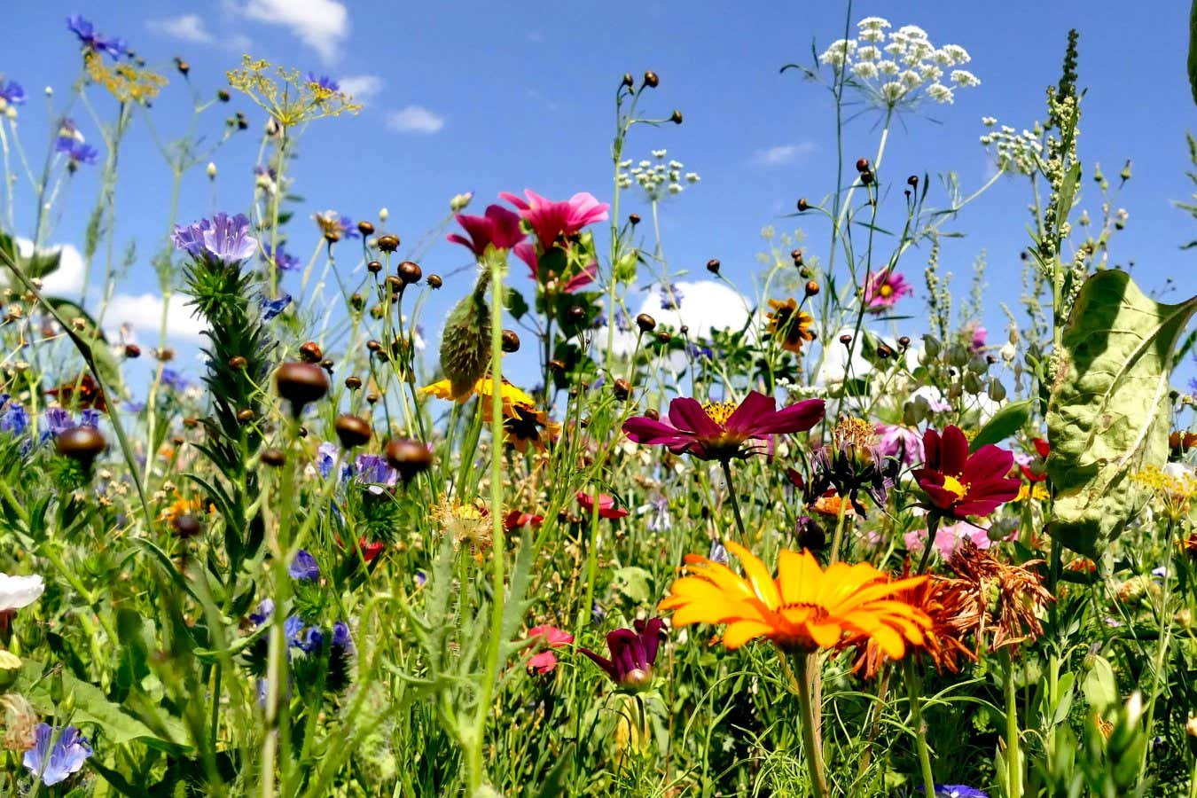 2CA2RF4 meadow with a lot of colorful flowers