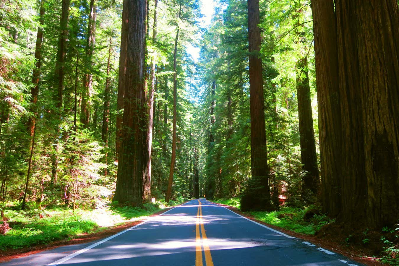 Sunny road in Oregon sequoia forest, USA; Shutterstock ID 2279027835; purchase_order: -; job: -; client: -; other: -
