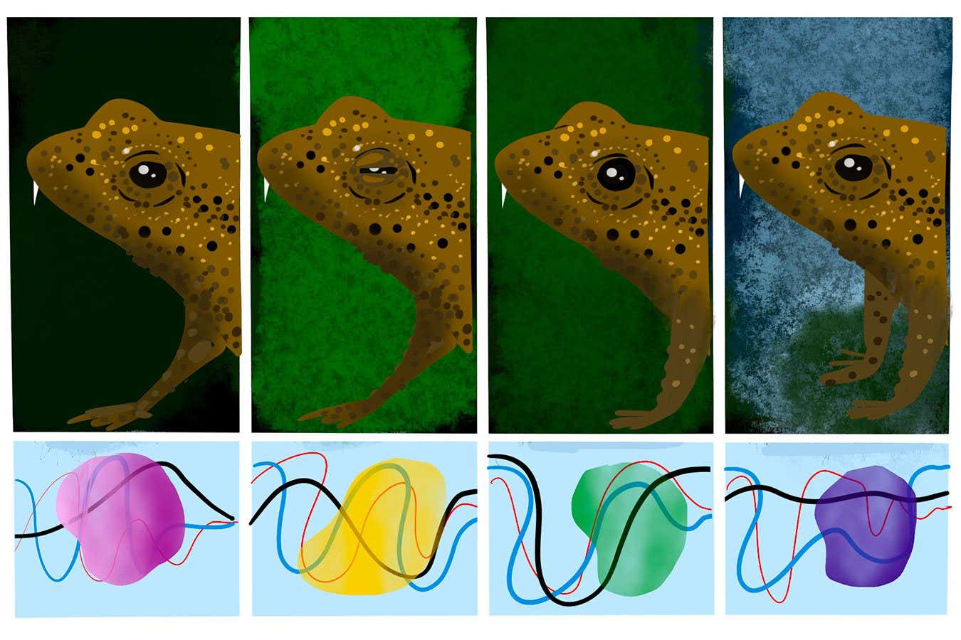 How do you tell apart seemingly identical fanged frogs from Thailand?