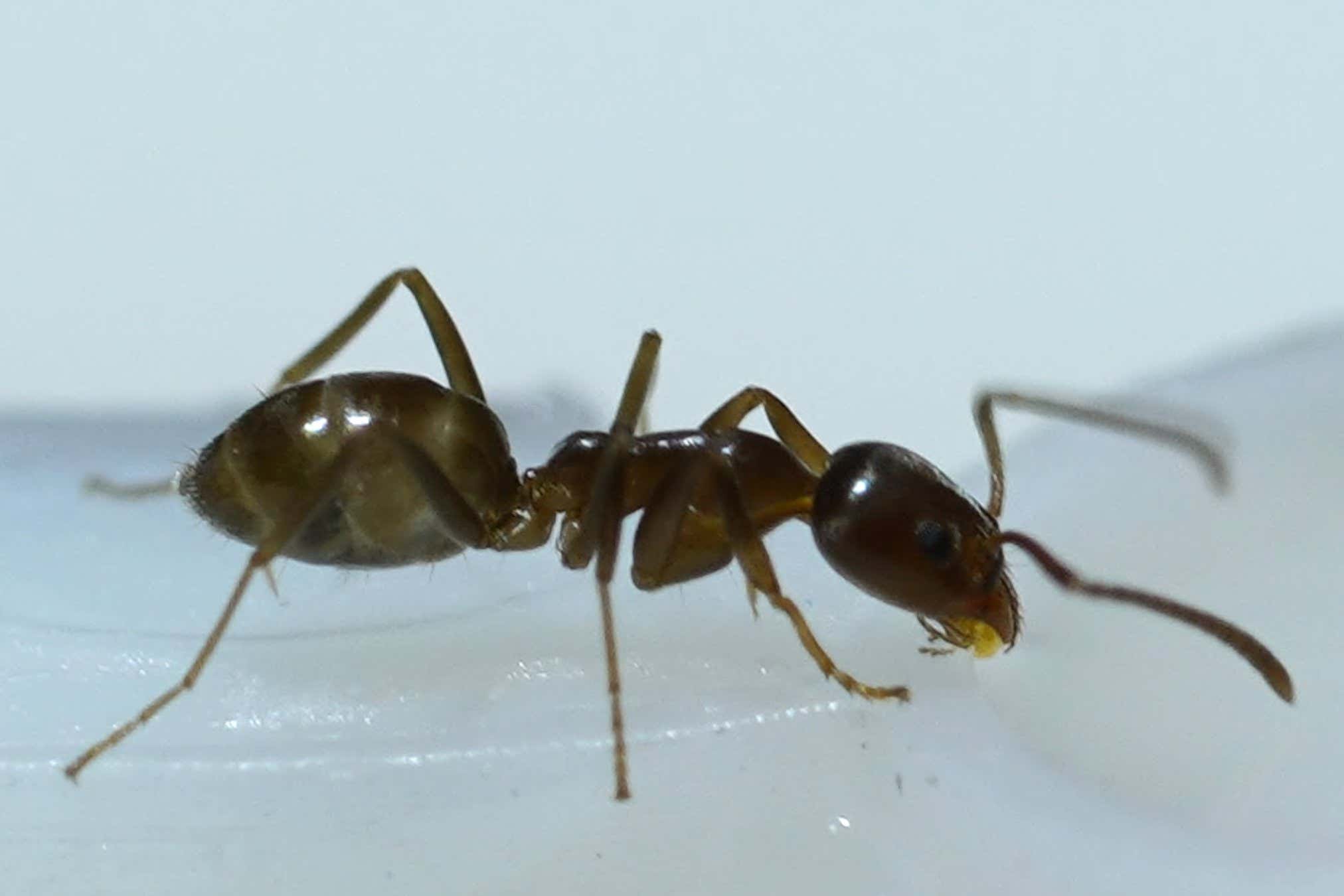 Argentine ants (Linepithema humile)