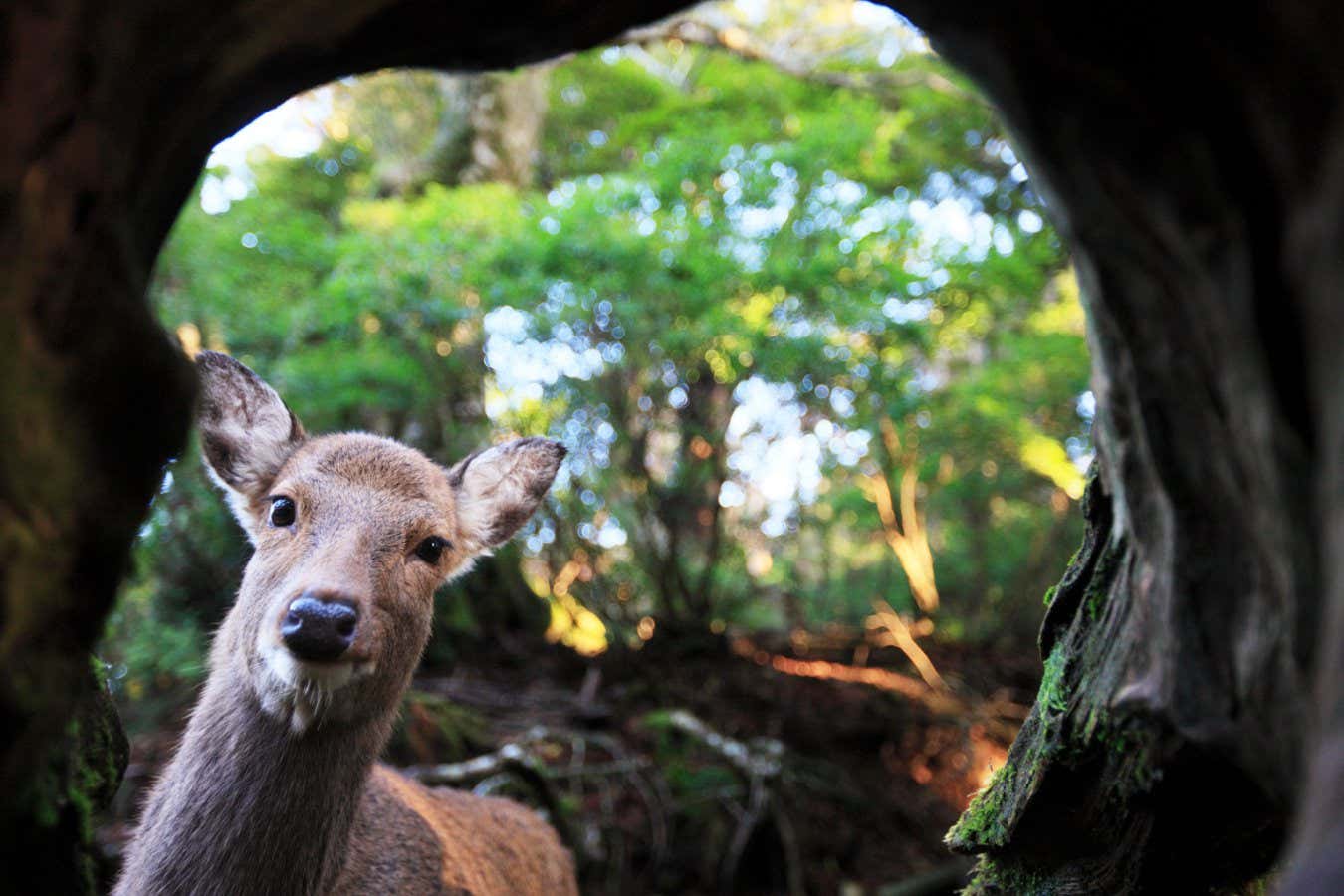 H7XEPK Sika Deer (Cervus nippon) viewed from inside hollow stump, Yakushima Island, Japan