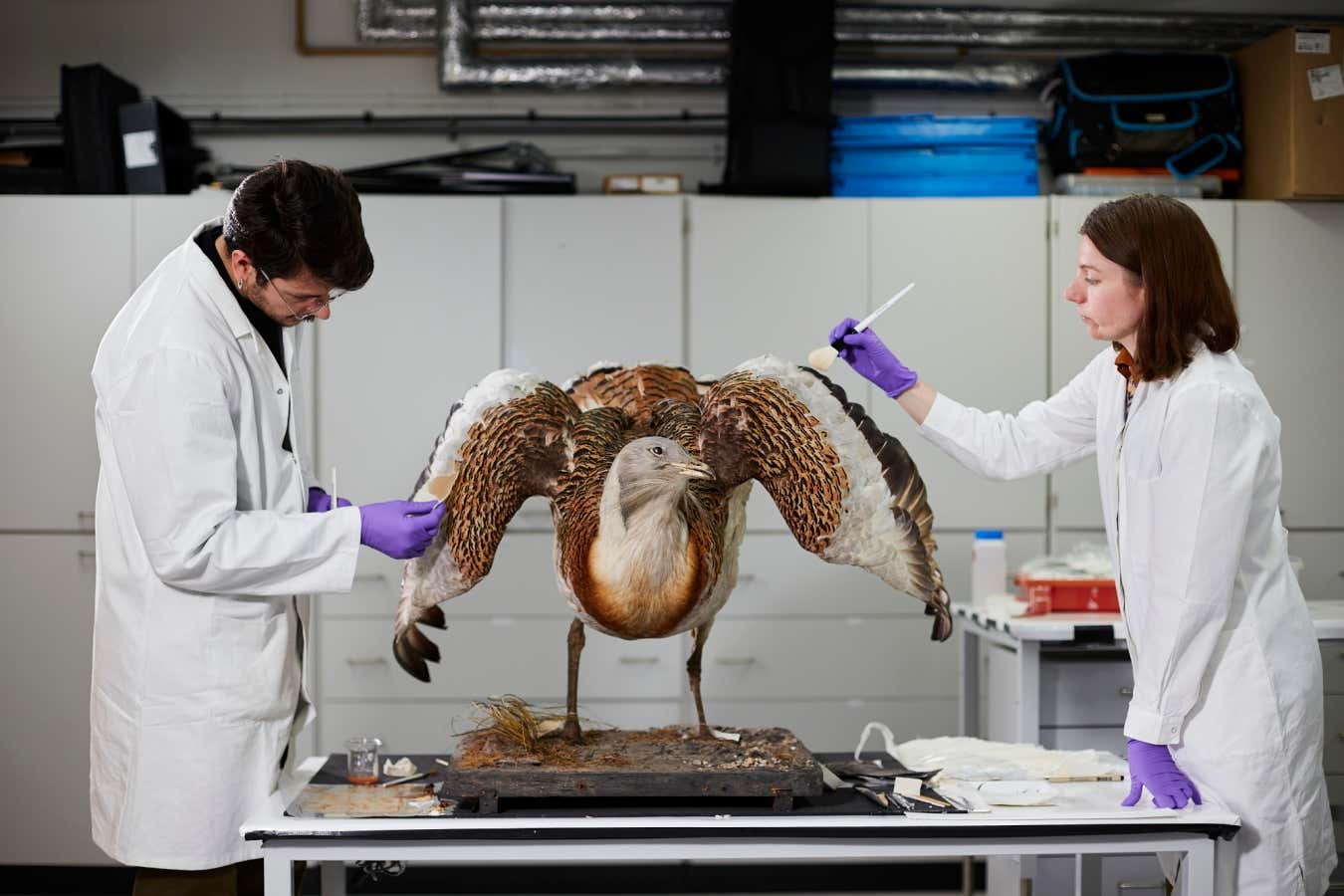 An amazing great bustard gets ready for a new nature exhibition