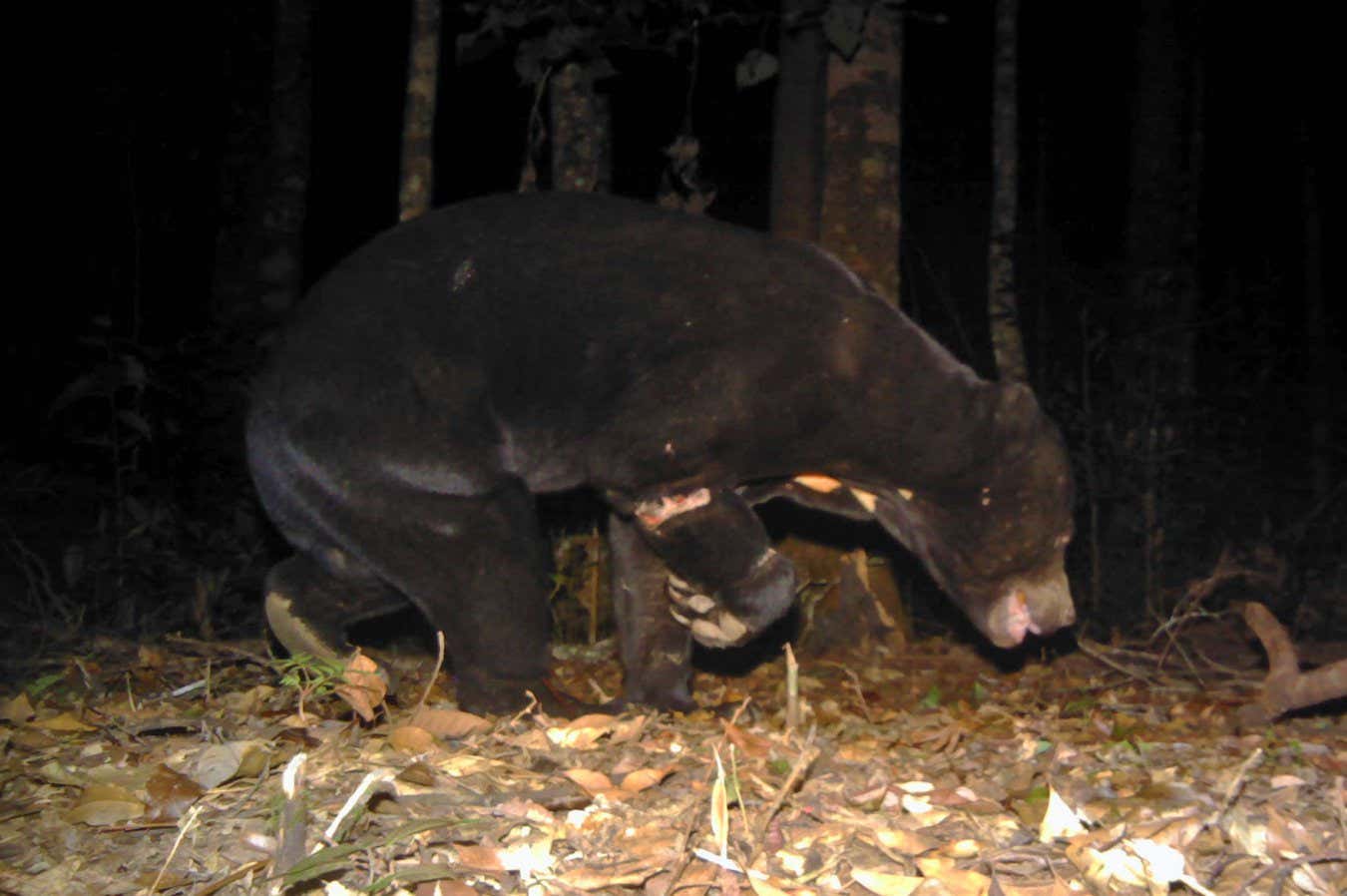 Sun bear with snare wound. Copyright Bidoup - Nui Ba, SIE, and Leibniz-IZW