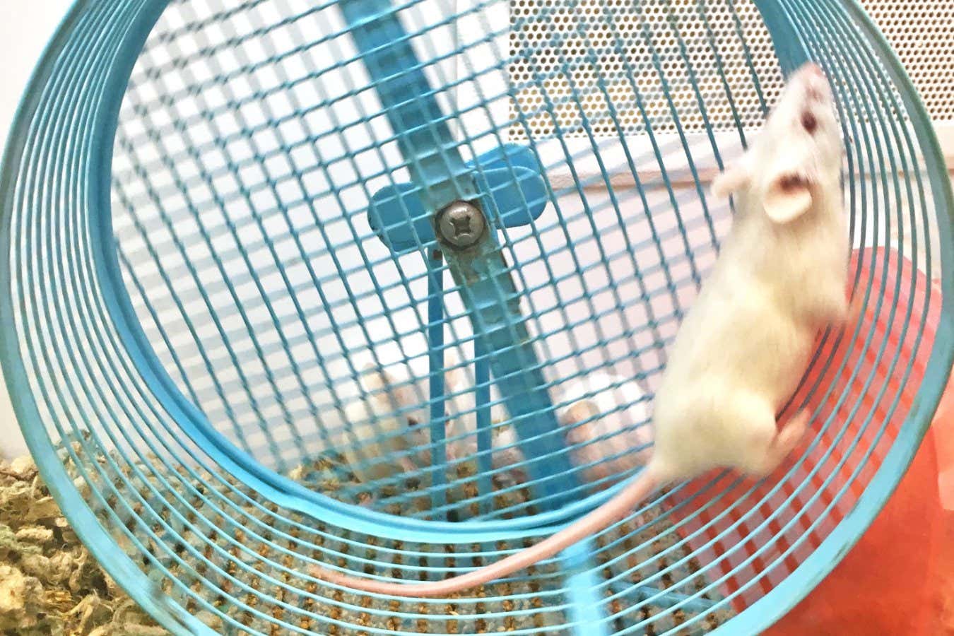 A mouse running on a wheel