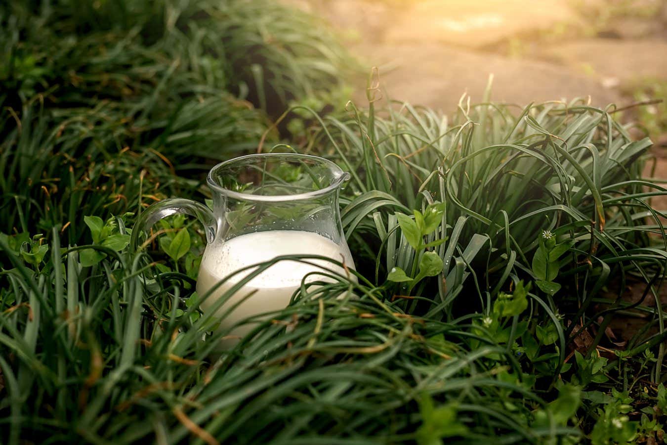 Fresh milk in jug on green nature background