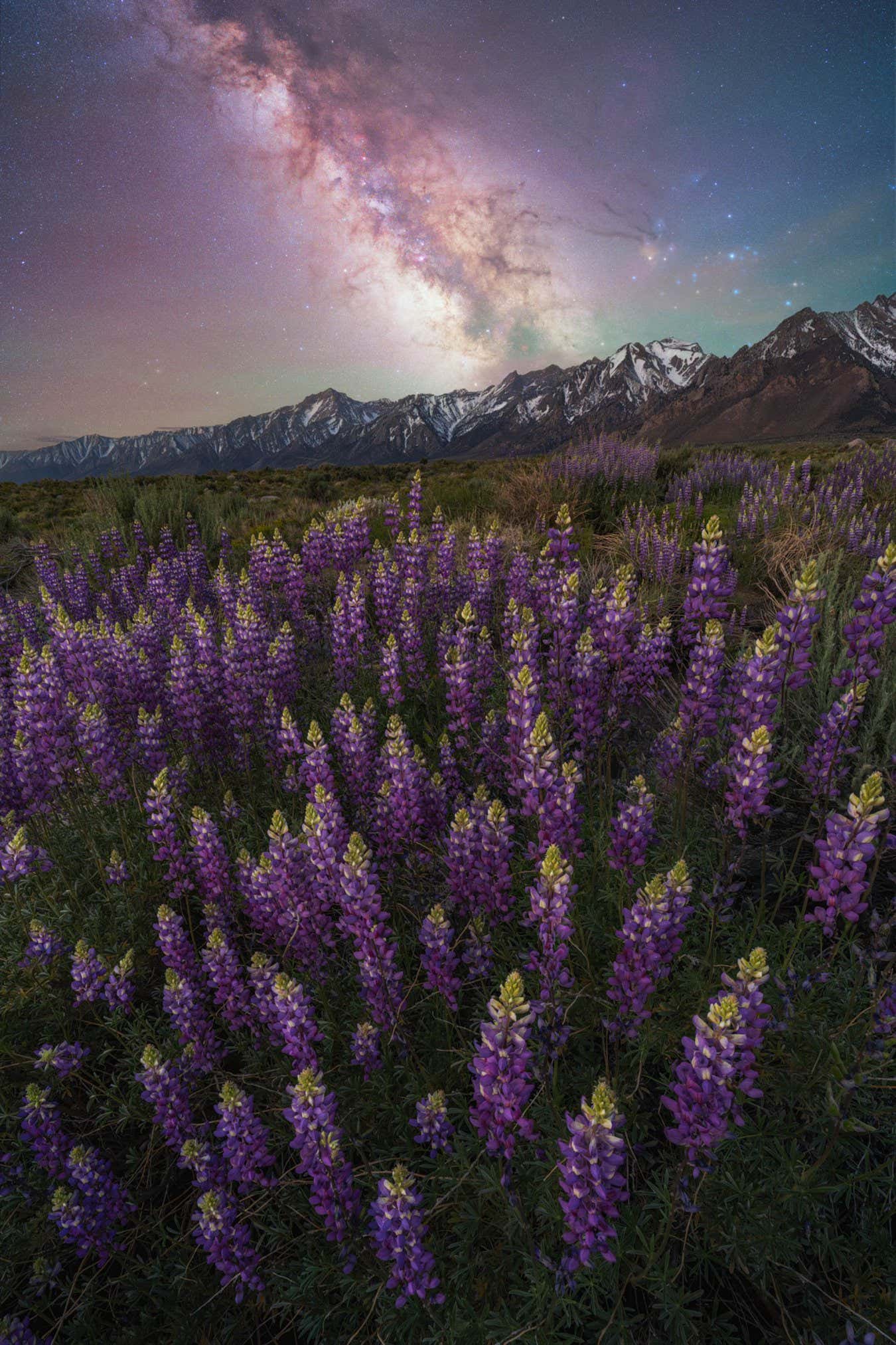 ?LUPINE DREAMS? ? BRANDT RYDER