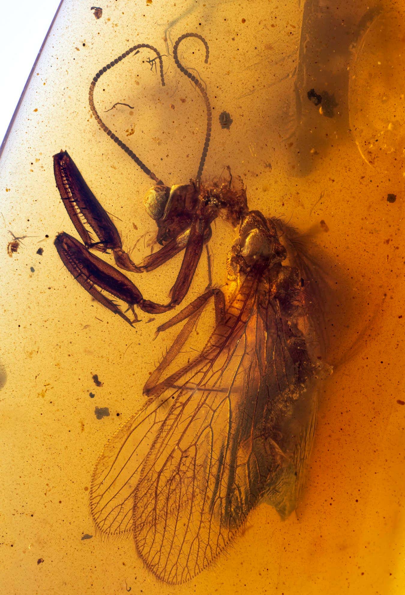 2023_Over_18_Specially_Commended_Portraits_'Neuropteran_embedded_in_Burmese_amber'_Thorny_Lacewings-Rachiberothidae_?_Enrico_Bonino