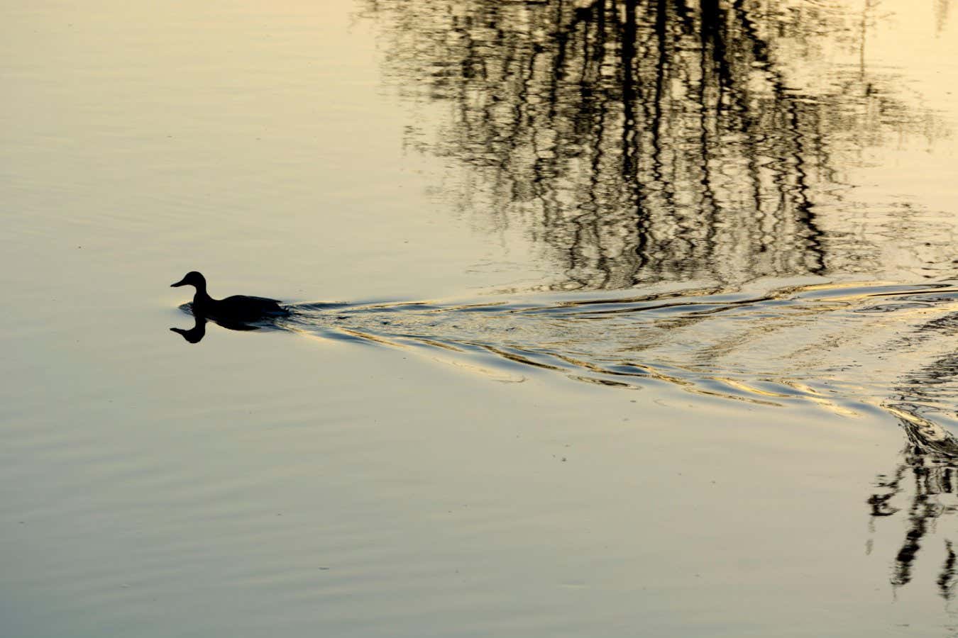2F71A3H A Mallard duck on the River Avon, Warwick, Warwickshire, England, UK