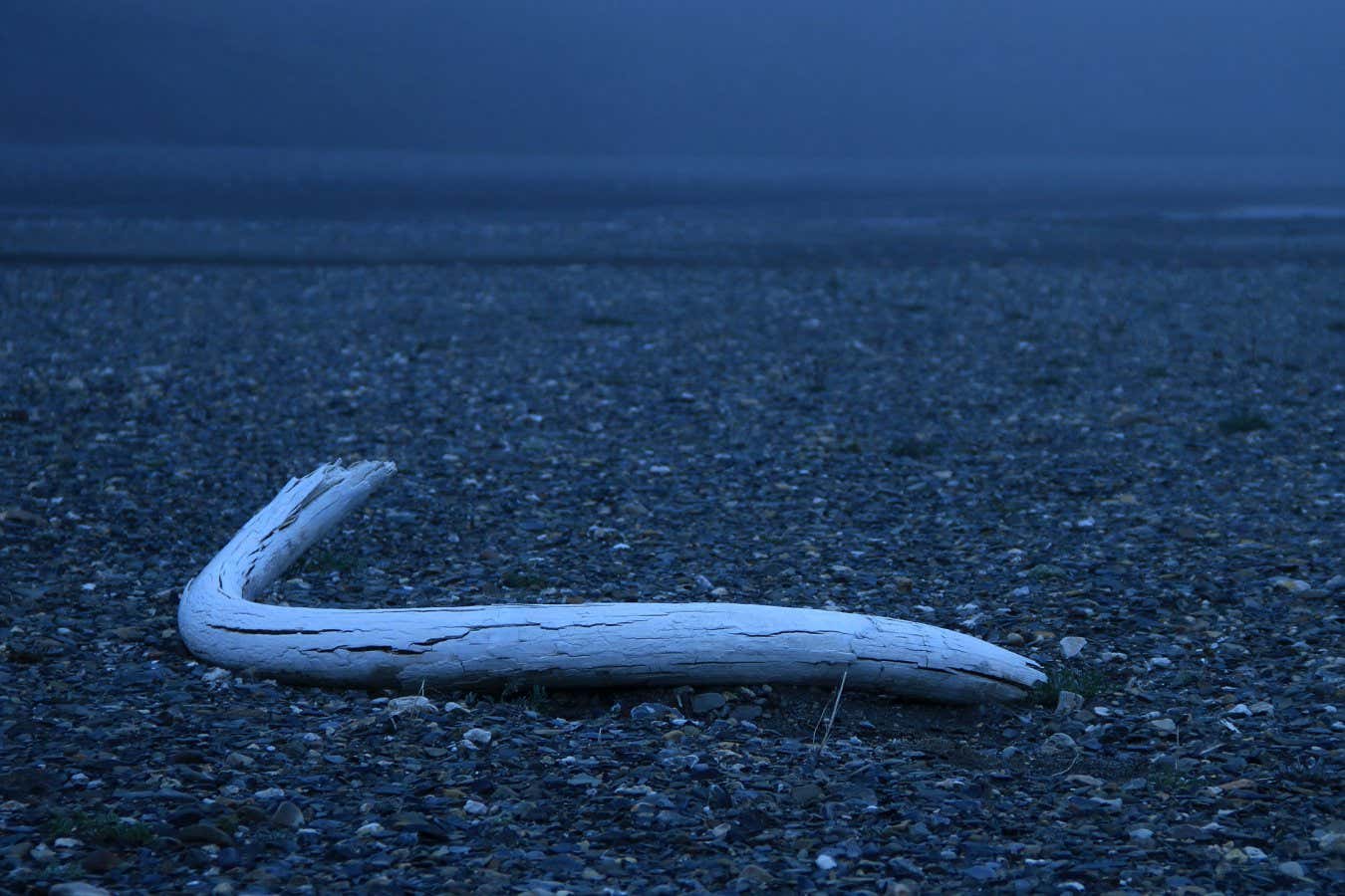 Wrangel Island Mammoth tusk