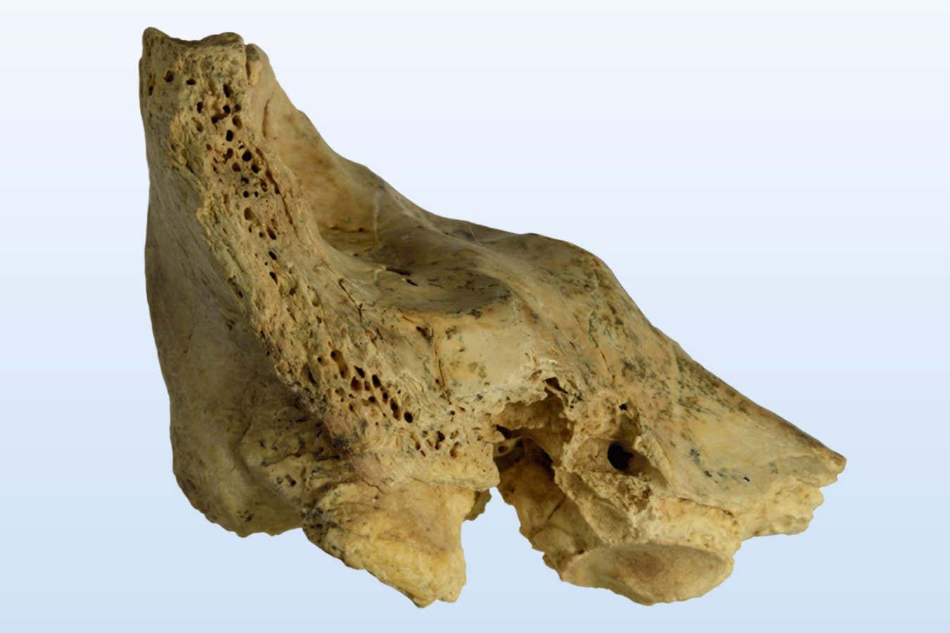 The Neanderthal temporal bone fossil found in Cova Negra, Spain