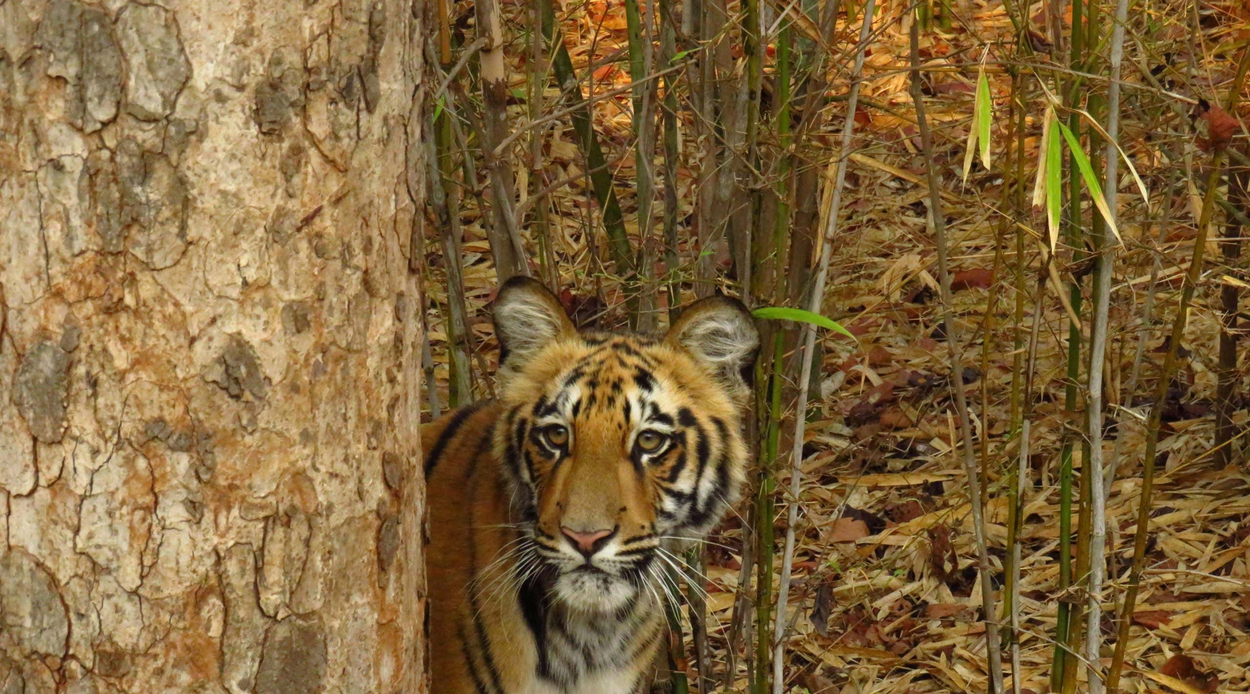 New Scientist. Science news and long reads from expert journalists, covering developments in science, technology, health and the environment on the website and the magazine.