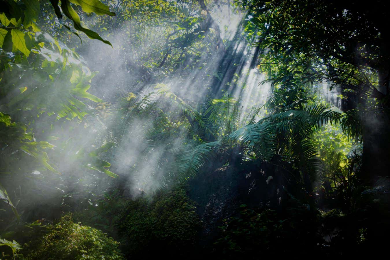 The Tropical jungle with river and sun beam and foggy in the garden