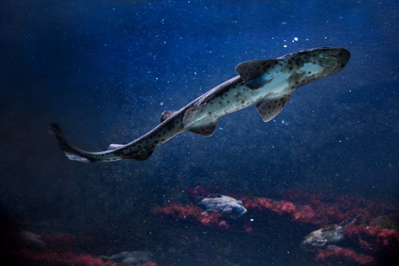 The small-spotted catshark, sandy dogfish, lesser-spotted dogfish, Rough-hound, Morgay (Scyliorhinus canicula).; Shutterstock ID 1668575857; purchase_order: -; job: -; client: -; other: -