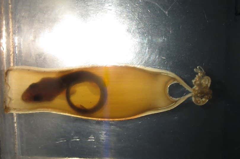 Small-spotted catshark embryo in egg.