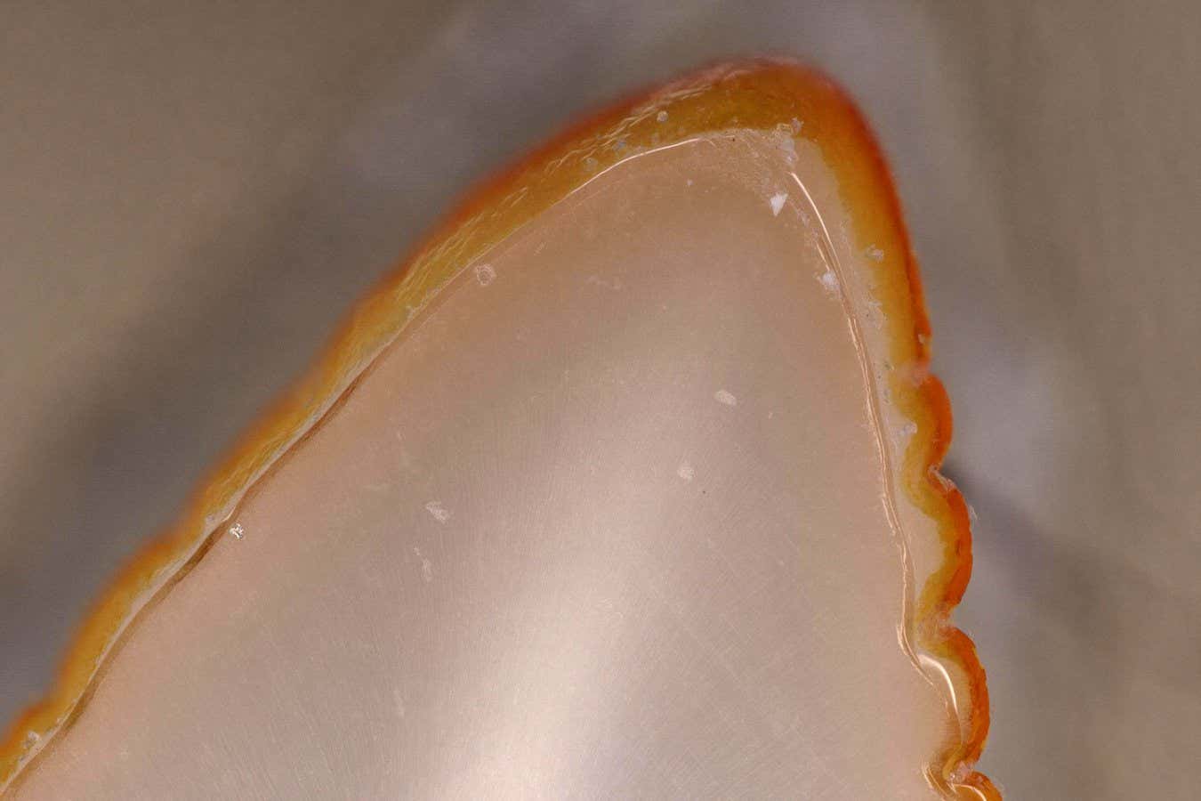 Komodo dragon tooth orange cutting edges 10.1038/s41559-024-02477-7