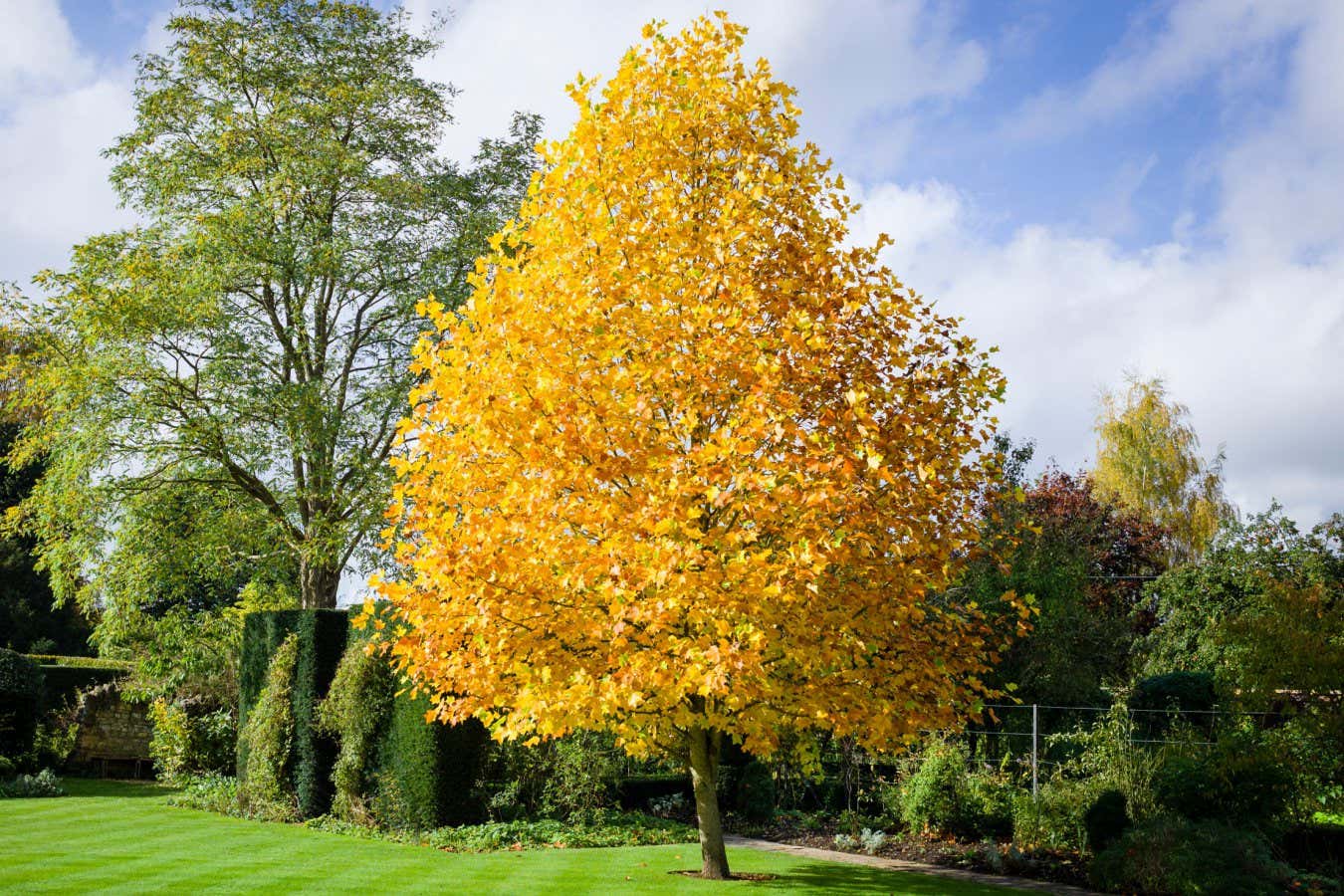 E7R6BB Young Liriodendron tree showing autumn colour in UK