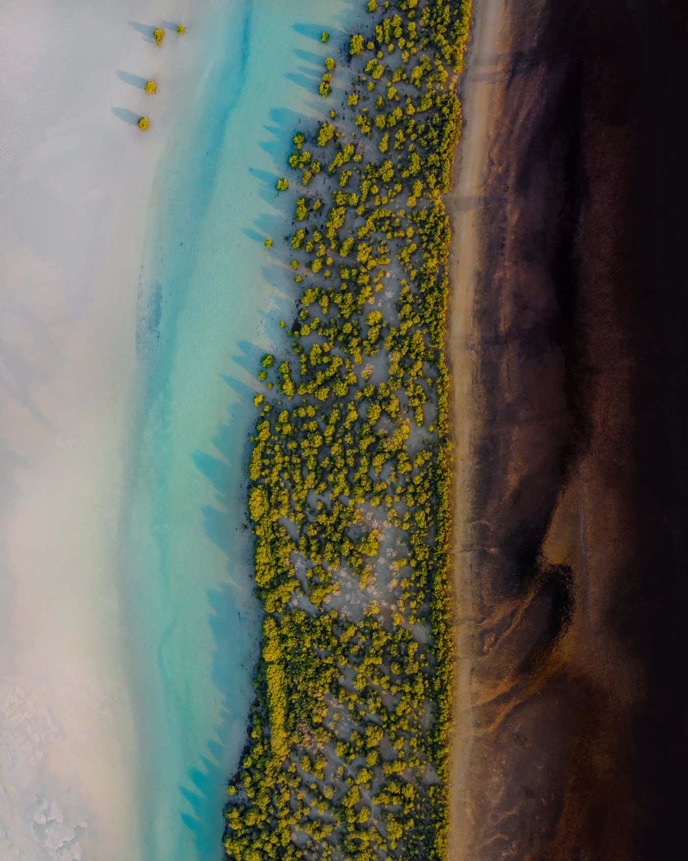 Spectacular Mangrove Symphony ? Highly Commended - Ammar Alsayed Ahmed, United Arab Emirates