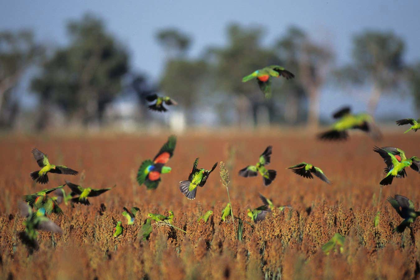 Red-winged parrot (Aprosmictus erythropterus) natural pied mutant colour morph, landing in farmland to feed, Northern Territory, Australia.