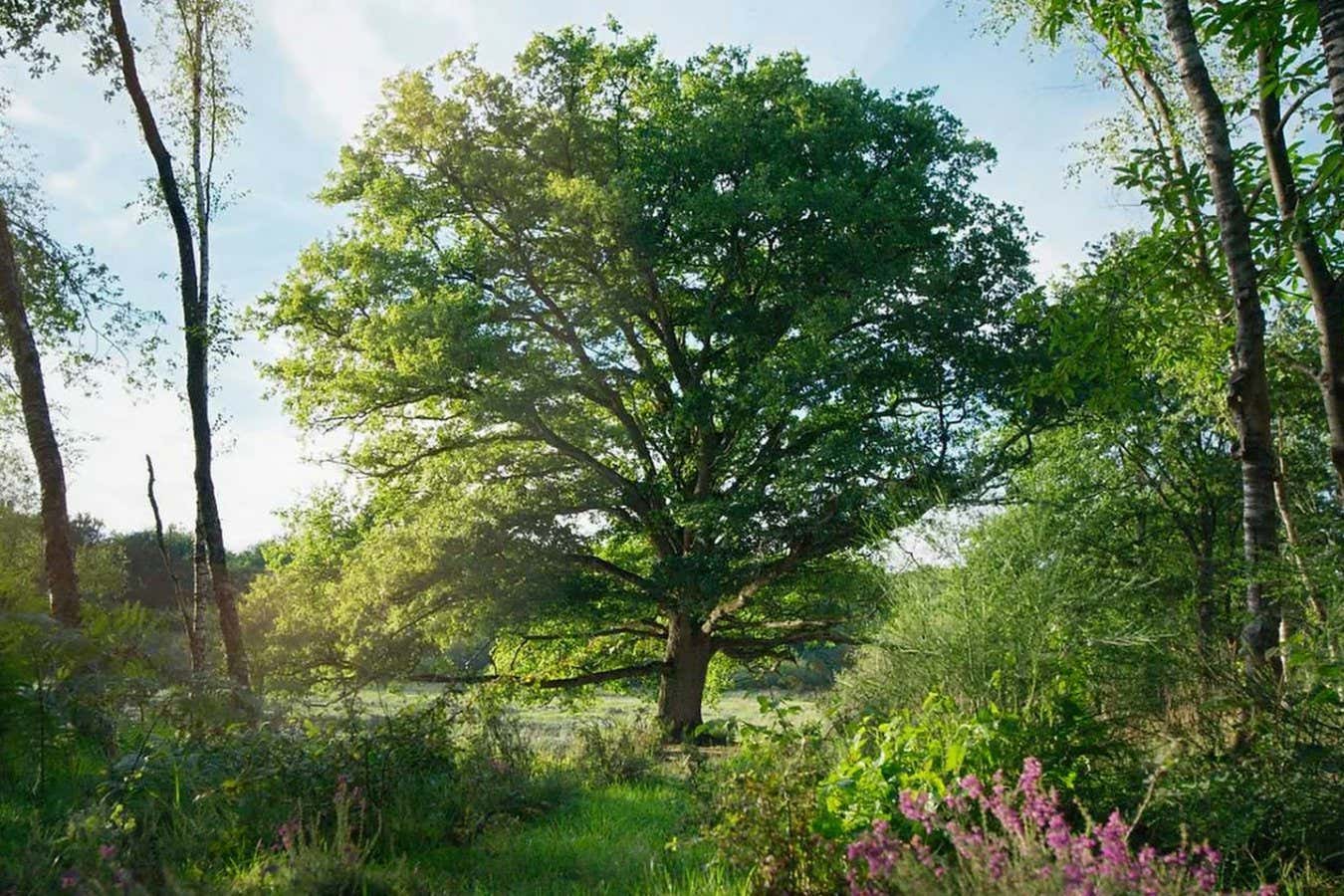 Icon Film Distribution handout film still: Heart Of An Oak