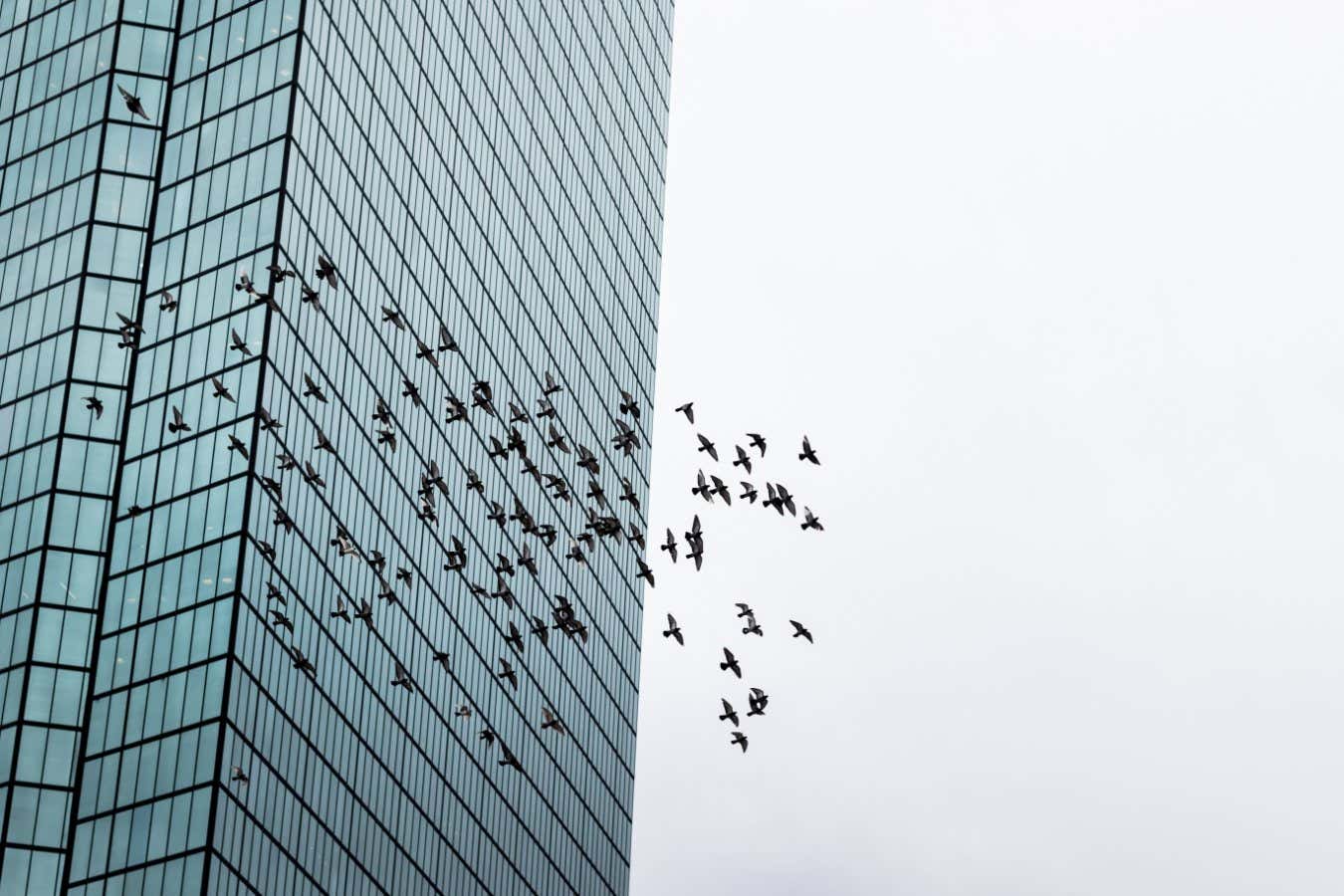 a flock of birds flies through the city as the frame shows a skyscraper; Shutterstock ID 1661356573; purchase_order: -; job: -; client: -; other: -
