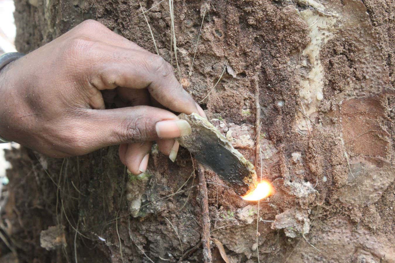Oldest plant artefact found outside Africa reveals Pacific's role in early human migration. Modern tree resin artefact used to make fire on Waigeo Island, 2018. Photo credit: Dylan Gaffney (The Raja Ampat Archaeological Project).