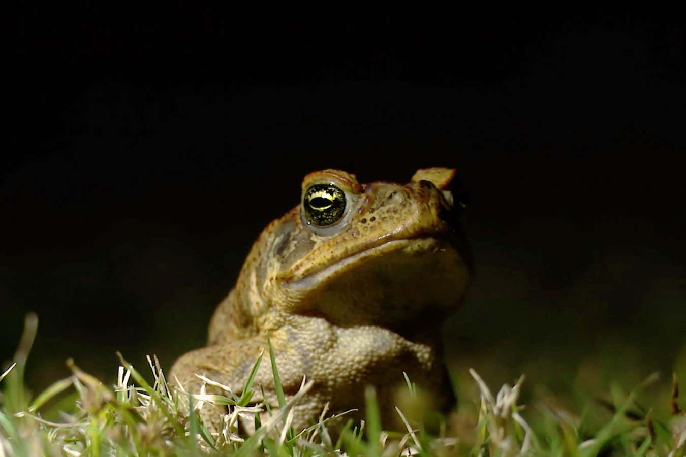 Cane toad (Rhinella marina), Australia 10.1098/rspb.2023.2507
