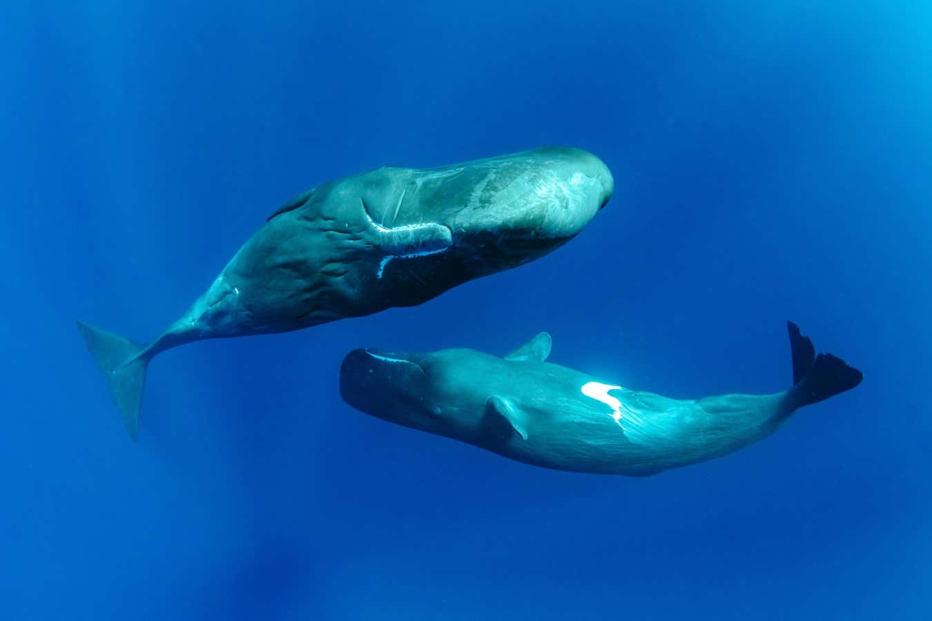 If we could talk to whales, what might they say?