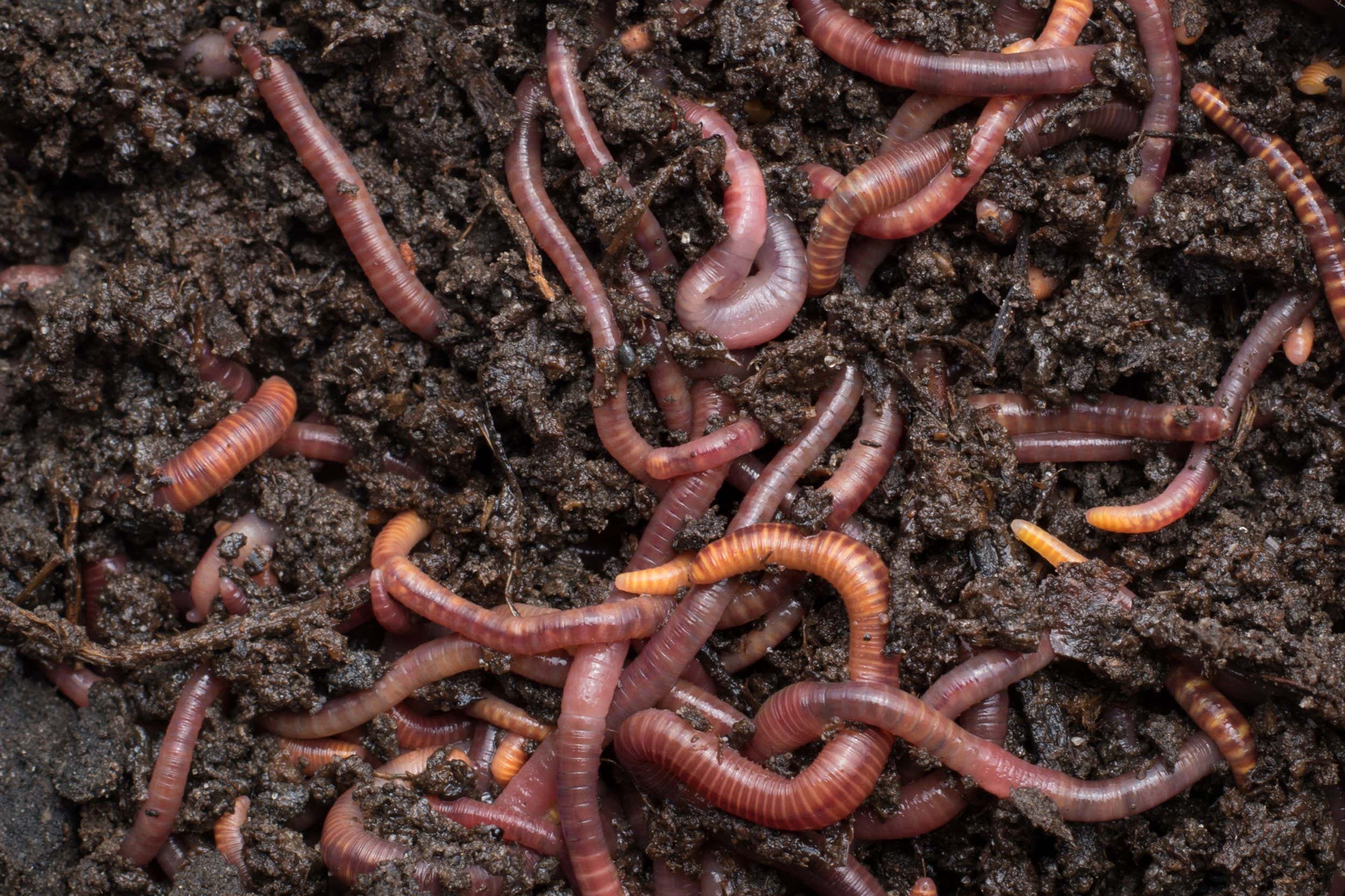Worms in earth