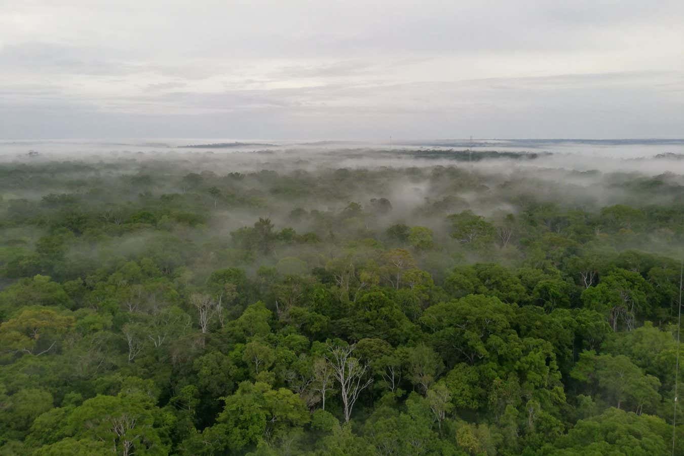 Fog lying over the Amazon