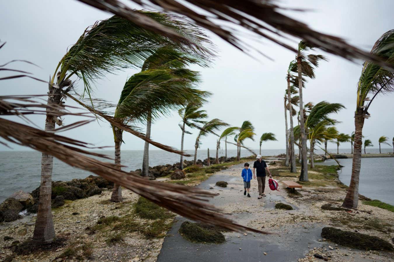 2TDDHCE Bob Givehchi, right, and his son Daniel, 8, Toronto residents visiting Miami for the first time, walk past debris and palm trees blowing in gusty winds, at Matheson Hammock Park in Coral Gables, Fla., Friday, Dec. 15, 2023. It's beginning to look at lot like?hurricane season, at least across much of South Florida, where it's been windy and rainy for two days and the forecast predicts more of the same this busy holiday season weekend. (AP Photo/Rebecca Blackwell)