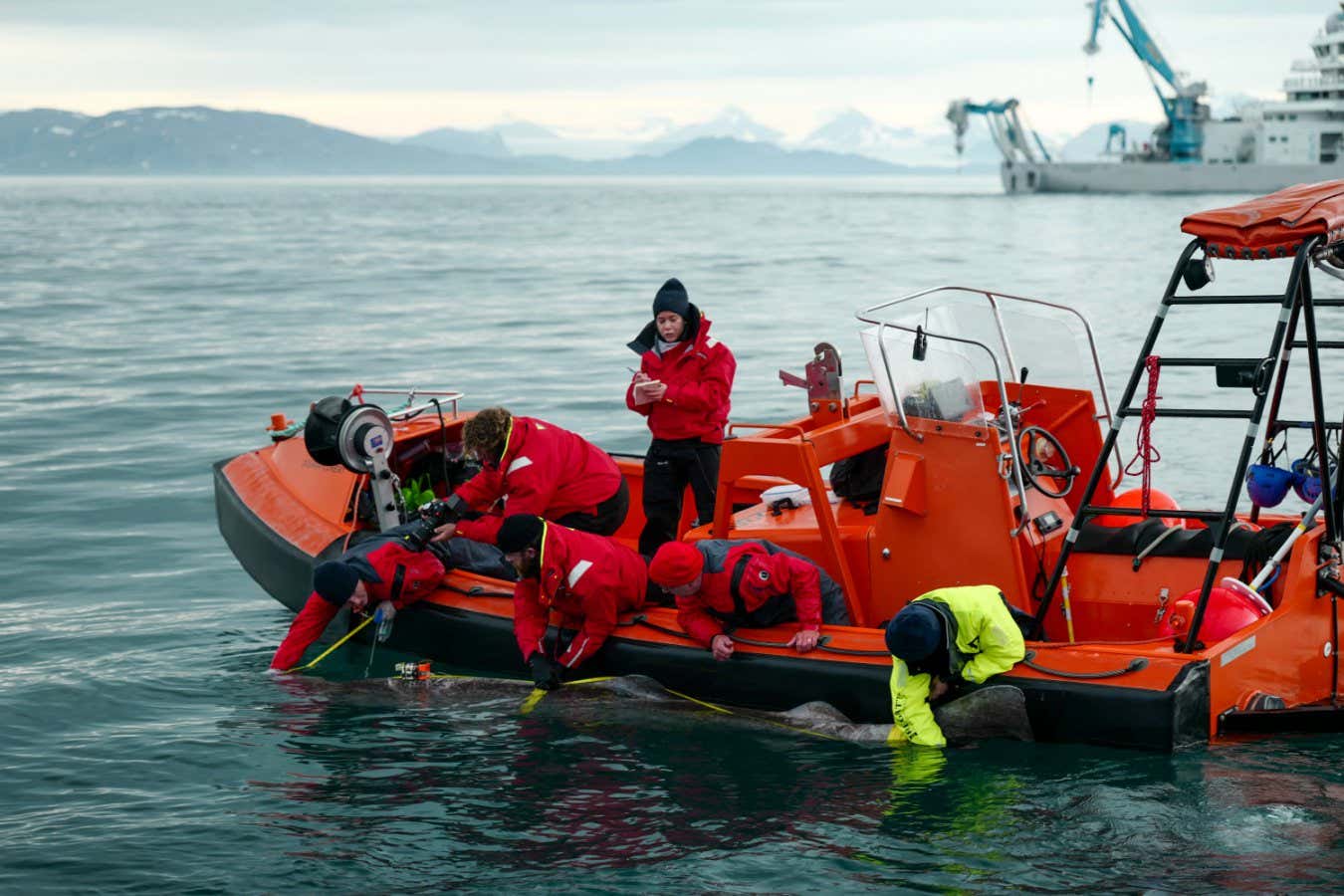 National Geographic handout TV still: OCEANXPLORERS. Eric Ste-Marie, Cameraman Jamie Holland, Aldo Kane, Melissa Marquez, Nigel Hussey, and Crew Josh Palmer work to tag a Greenland Shark off the side of the FRC. (National Geographic/Mario Tadinac)