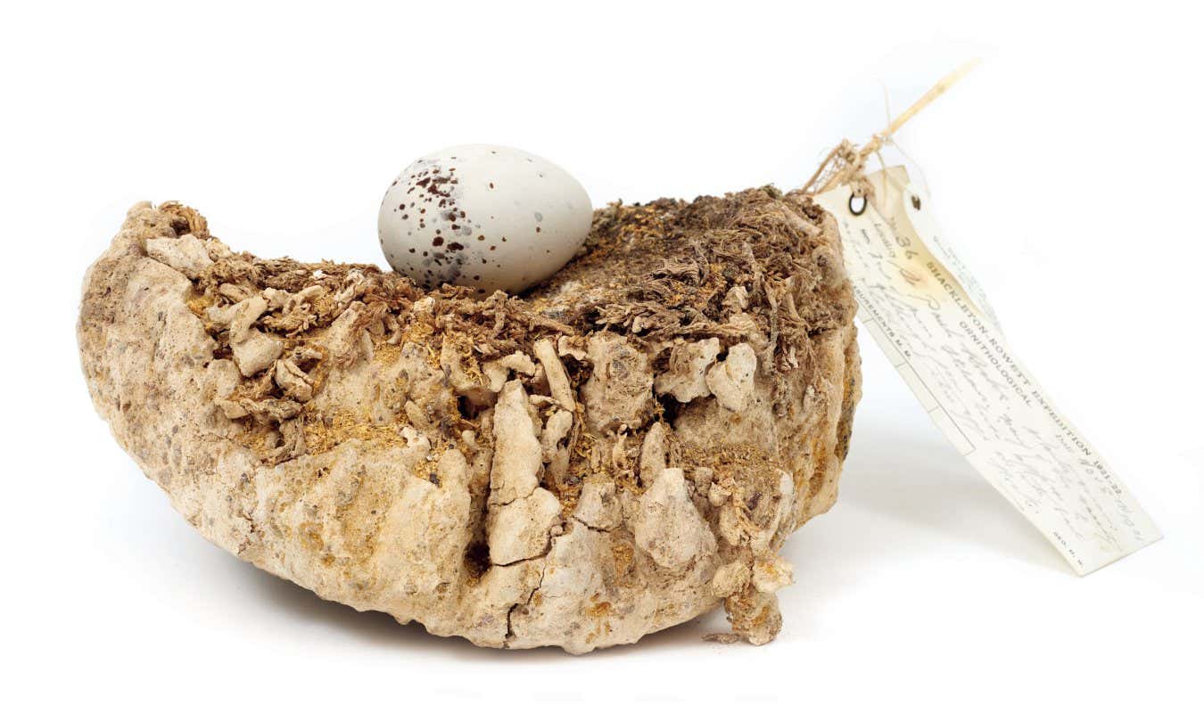 Brown Noddy - Page 59