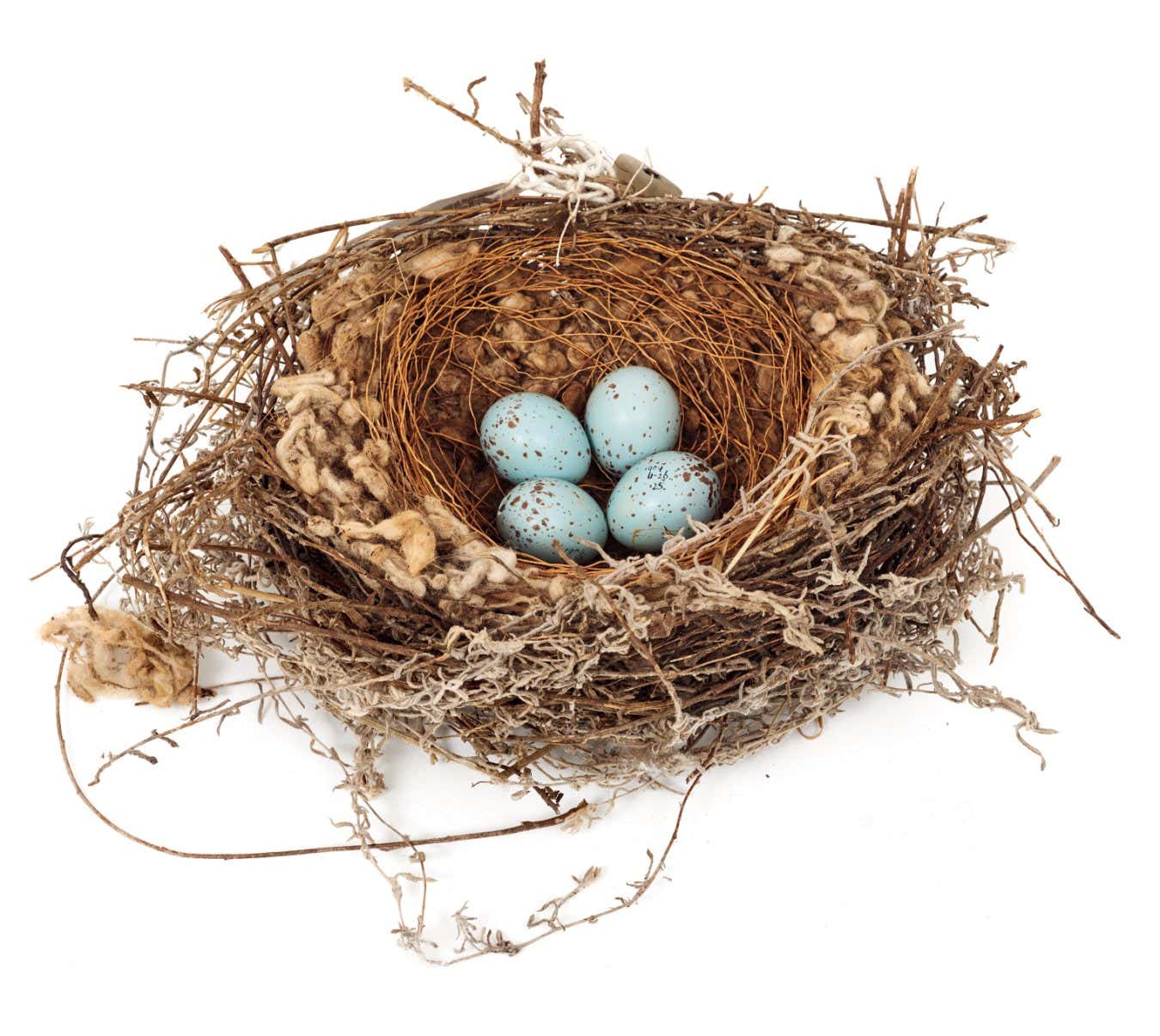 A selection of elaborate birds' nests from around the world