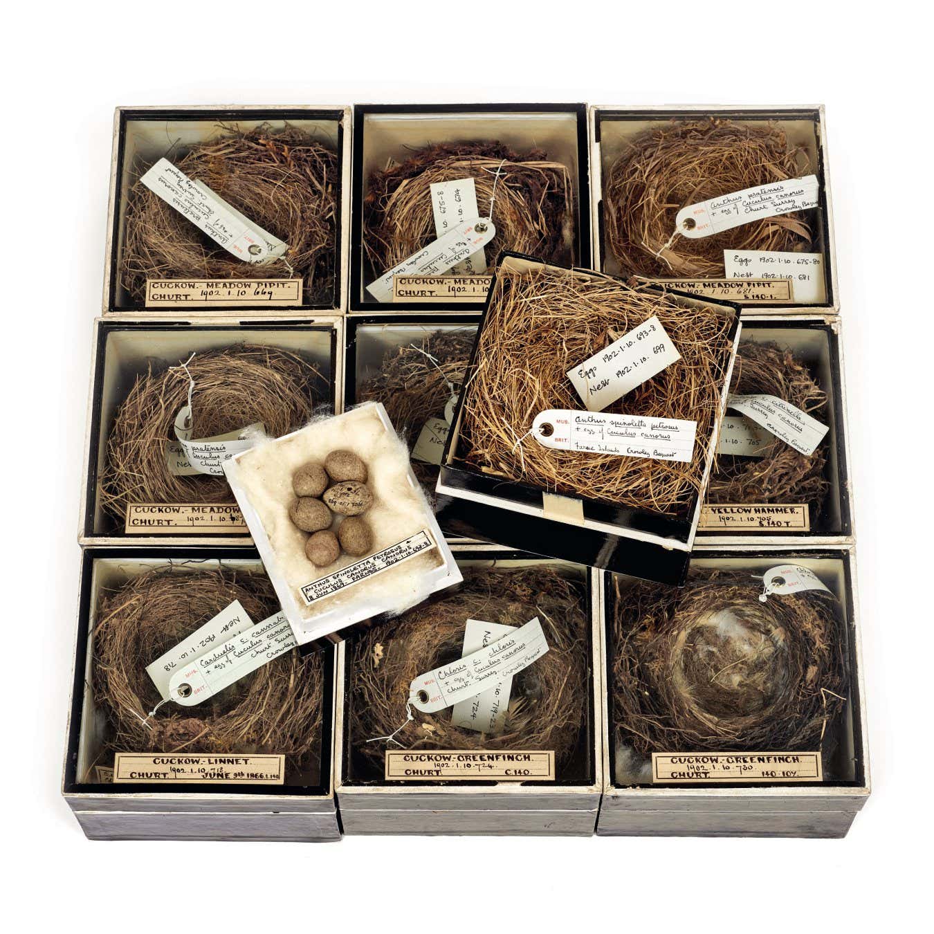 Common Cuckoo - page 39