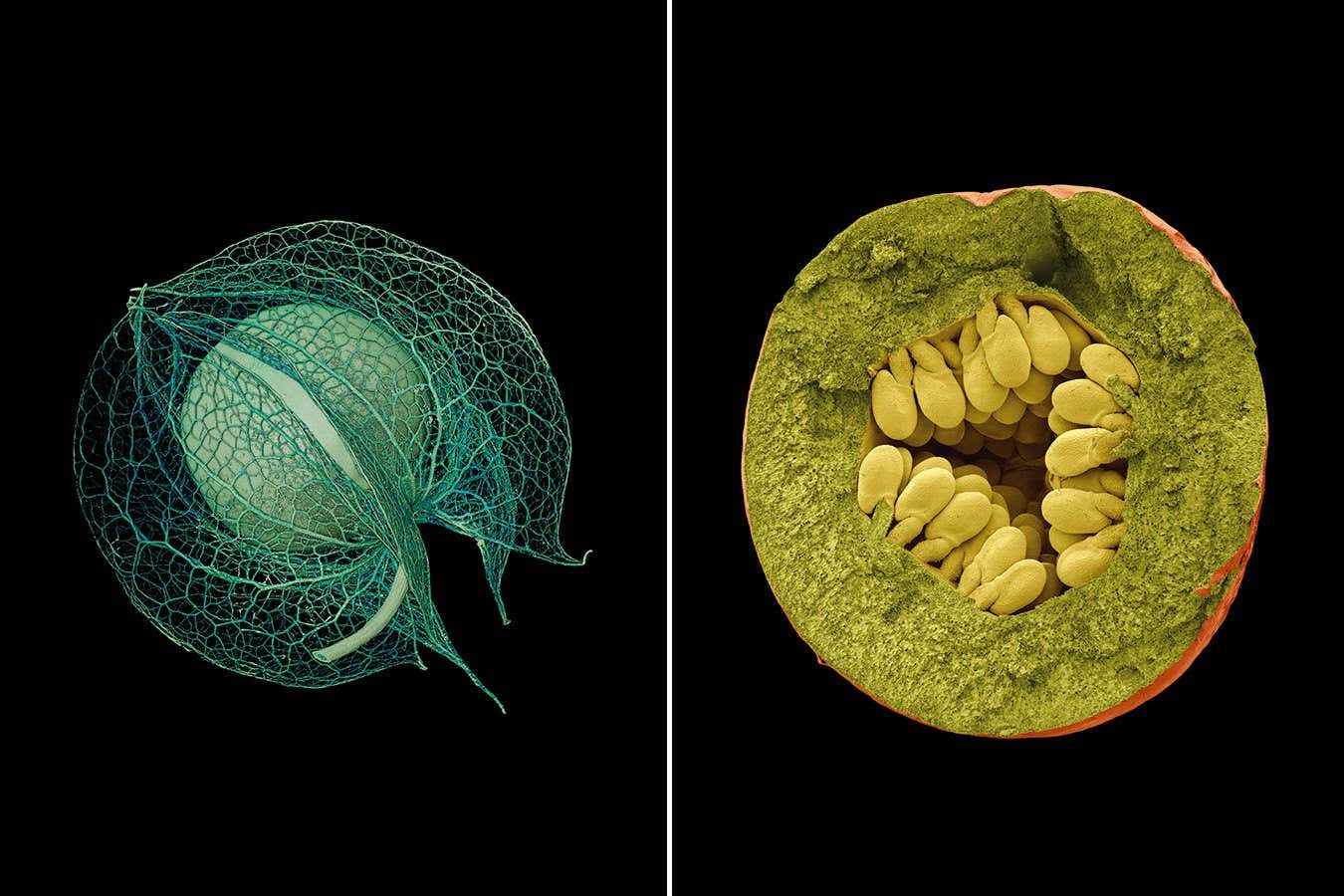 LEFT: hysalis Volume Rendering green Seeds: Time Capsules of Life Rob Kesseler & Wolfgang Stuppy Papadakis Publisher Publication date: 16th September 2024 RIGHT Passiflora coerulea Seeds: Time Capsules of Life Rob Kesseler & Wolfgang Stuppy Papadakis Publisher Publication date: 16th September 2024