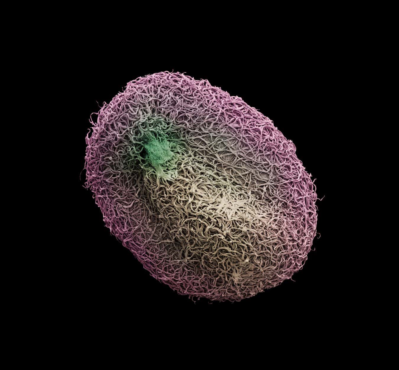 Scutellaria orientalis Seeds: Time Capsules of Life Rob Kesseler & Wolfgang Stuppy Papadakis Publisher Publication date: 16th September 2024