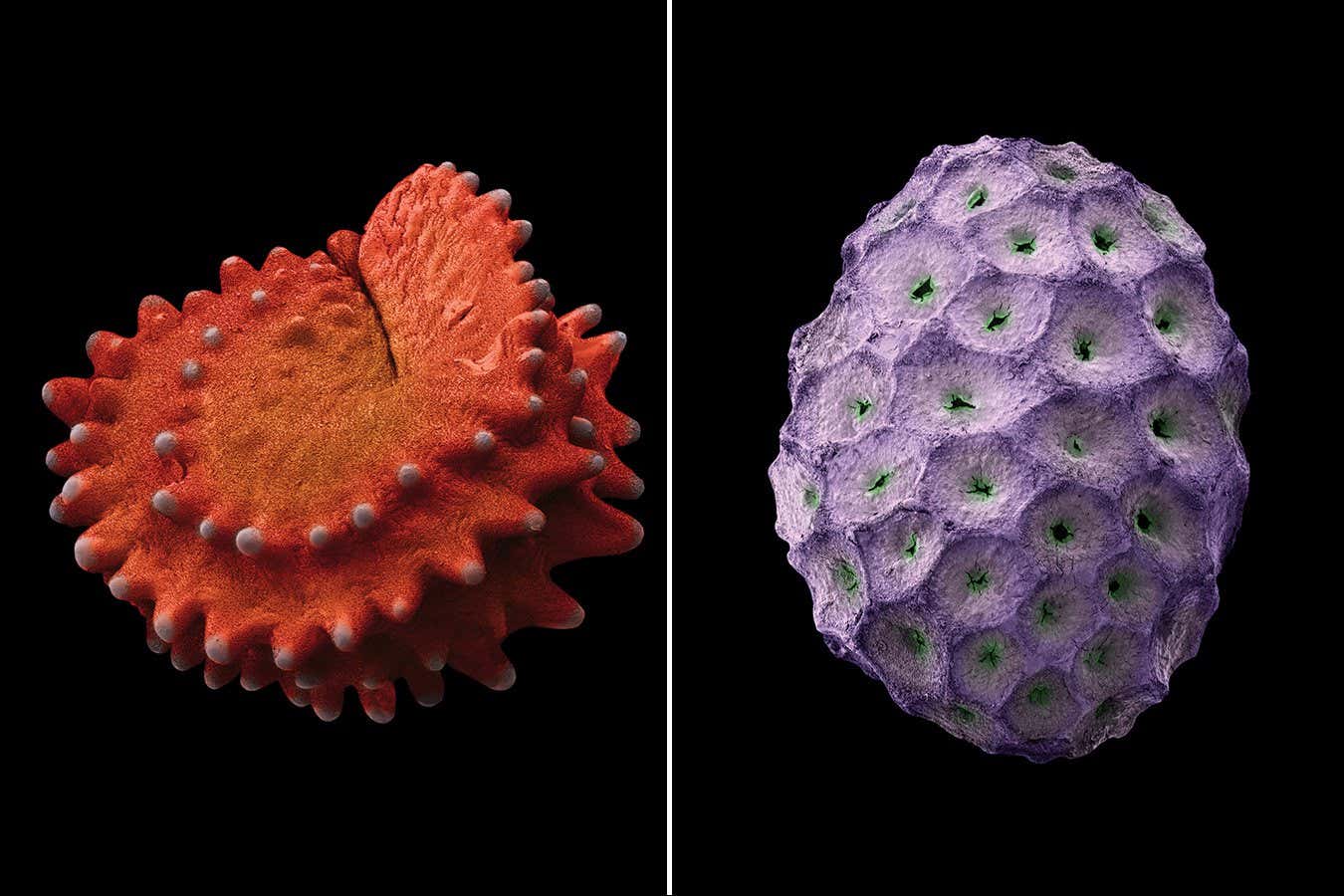 LEFT Prenia tetragona Seeds: Time Capsules of Life Rob Kesseler & Wolfgang Stuppy Papadakis Publisher Publication date: 16th September 2024 RIGHT Phacelia douglasii Seeds: Time Capsules of Life Rob Kesseler & Wolfgang Stuppy Papadakis Publisher Publication date: 16th September 2024