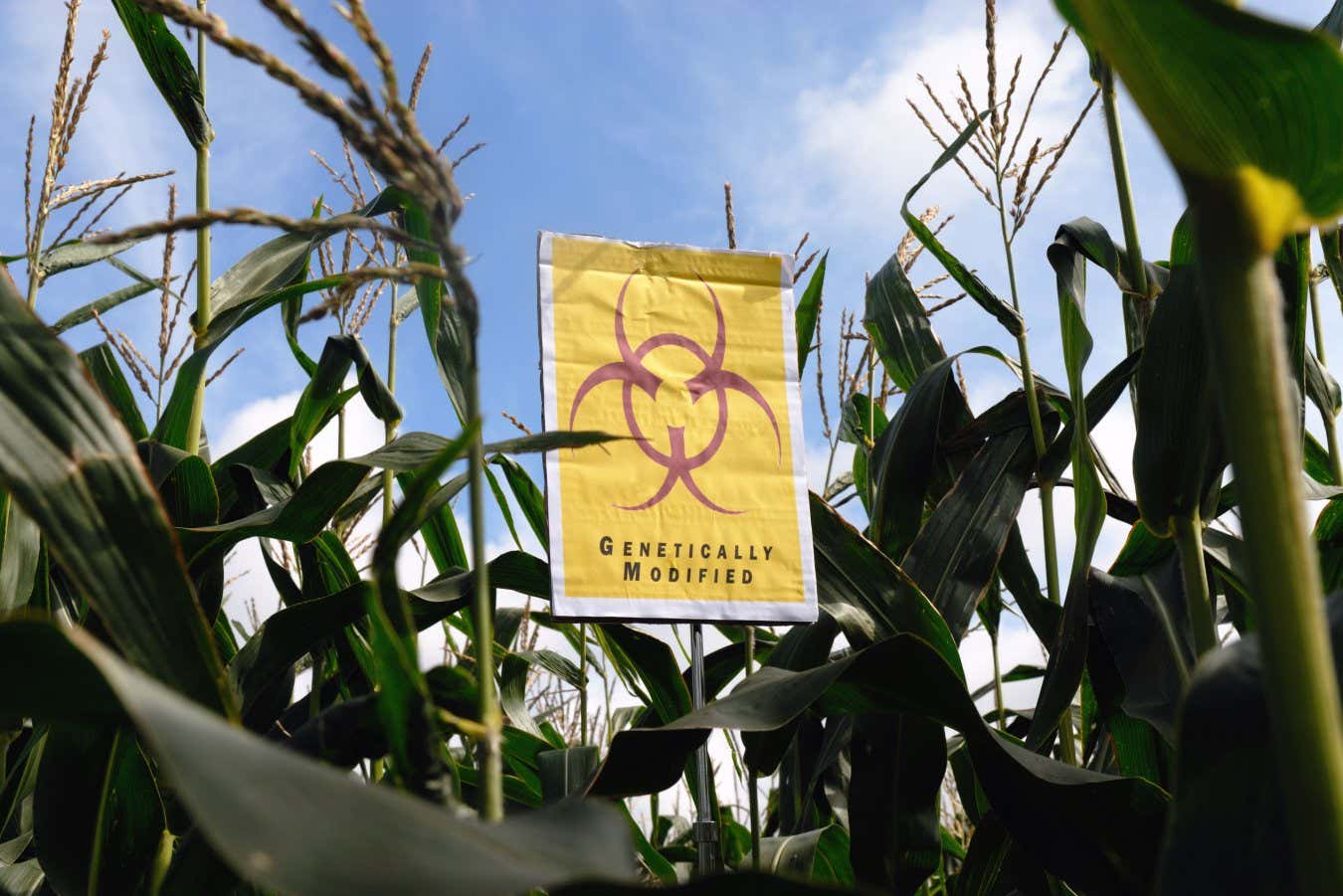 AYBGY1 GM crops biohazard warning maize
