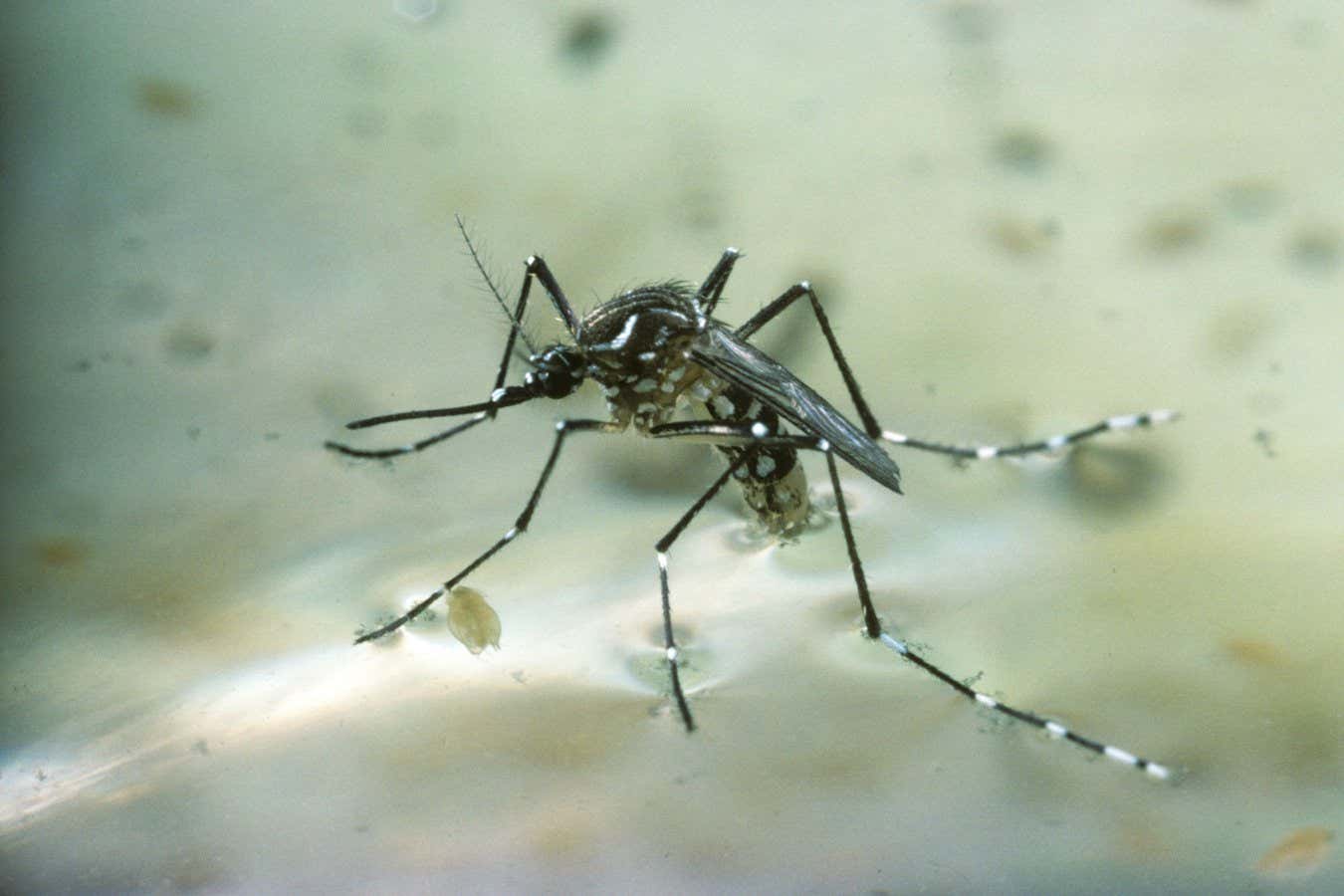 Egyptian mosquito
