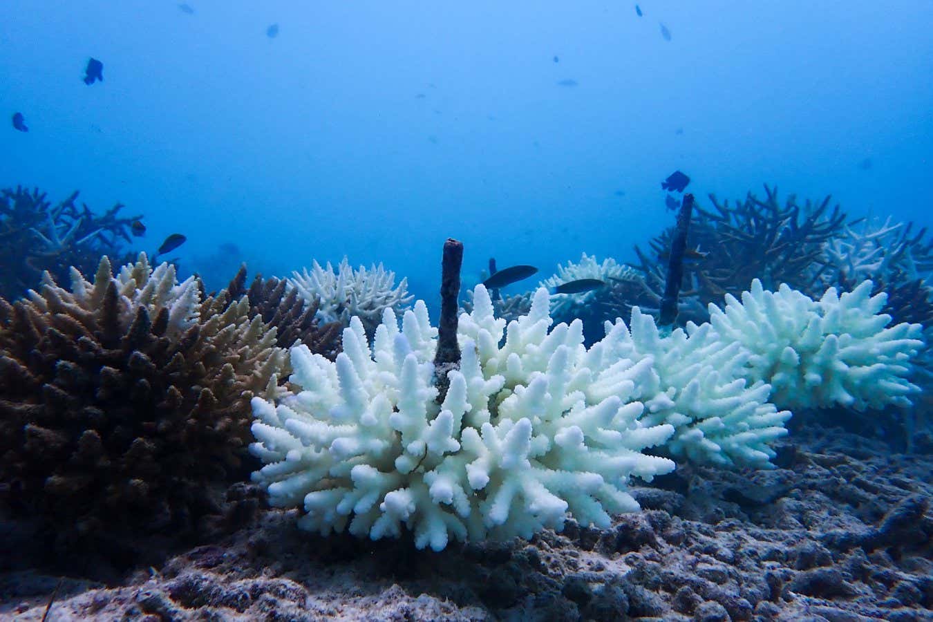 Coral bleaching
