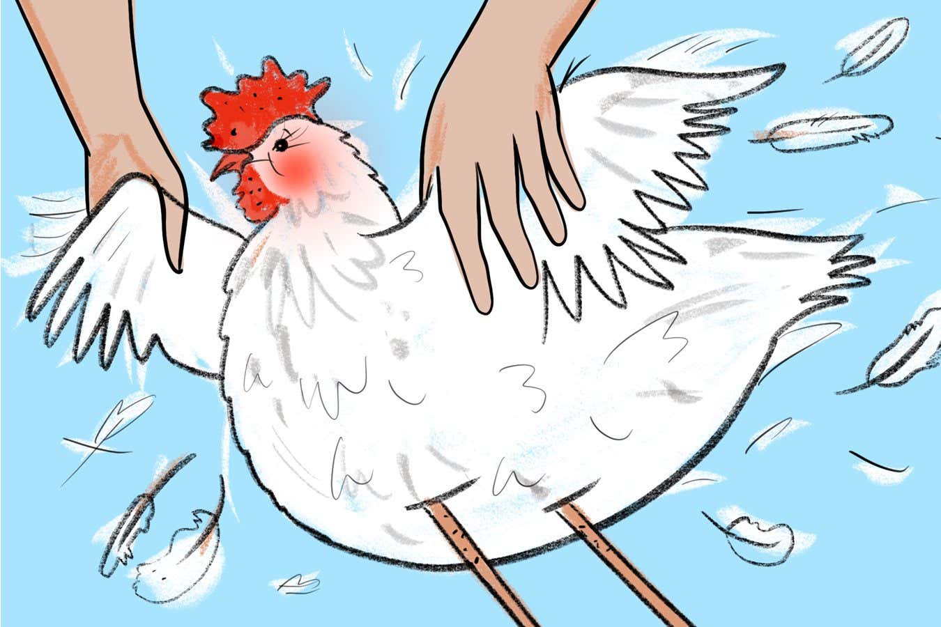 Do chickens blush? And if they do, what makes them blush the most?