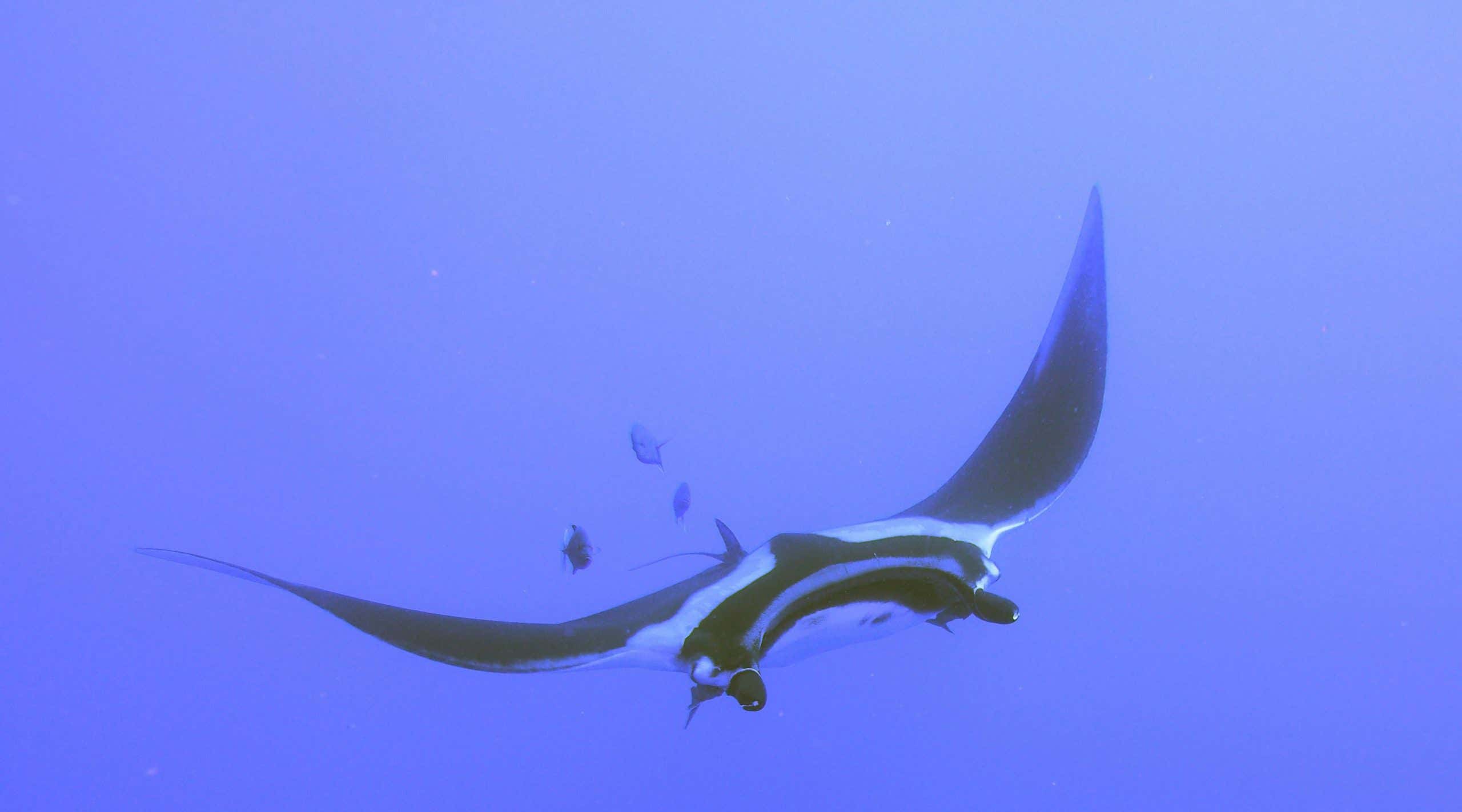 New Scientist. Science news and long reads from expert journalists, covering developments in science, technology, health and the environment on the website and the magazine.