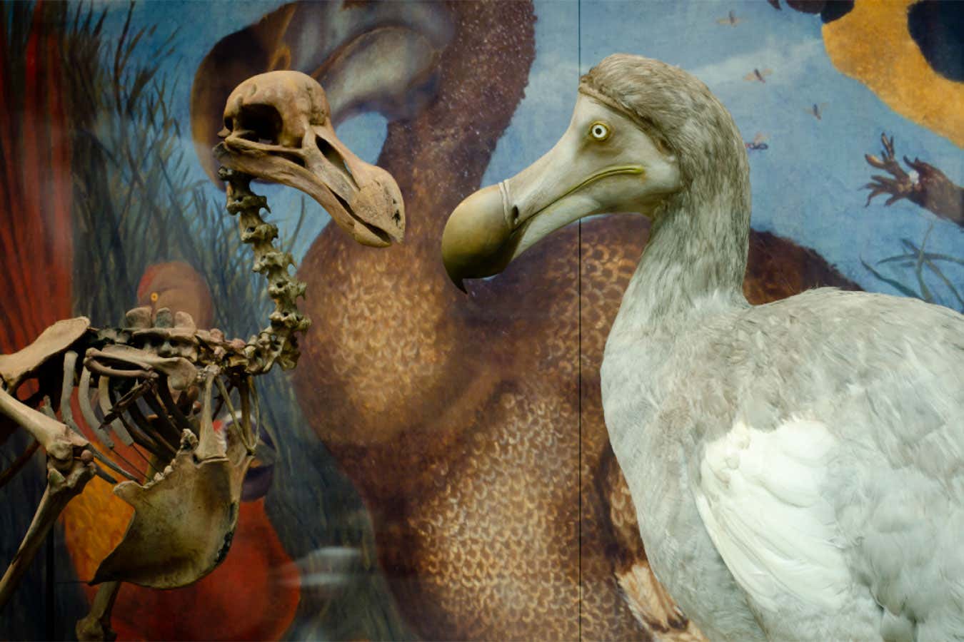 Dodo model on display at Oxford University Museum of Natural History.