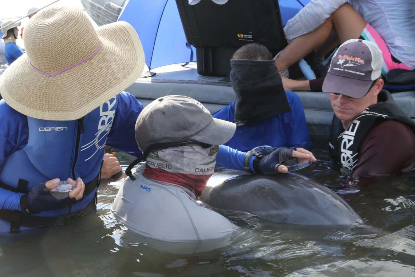 A wild bottlenose dolphin having a health assessment