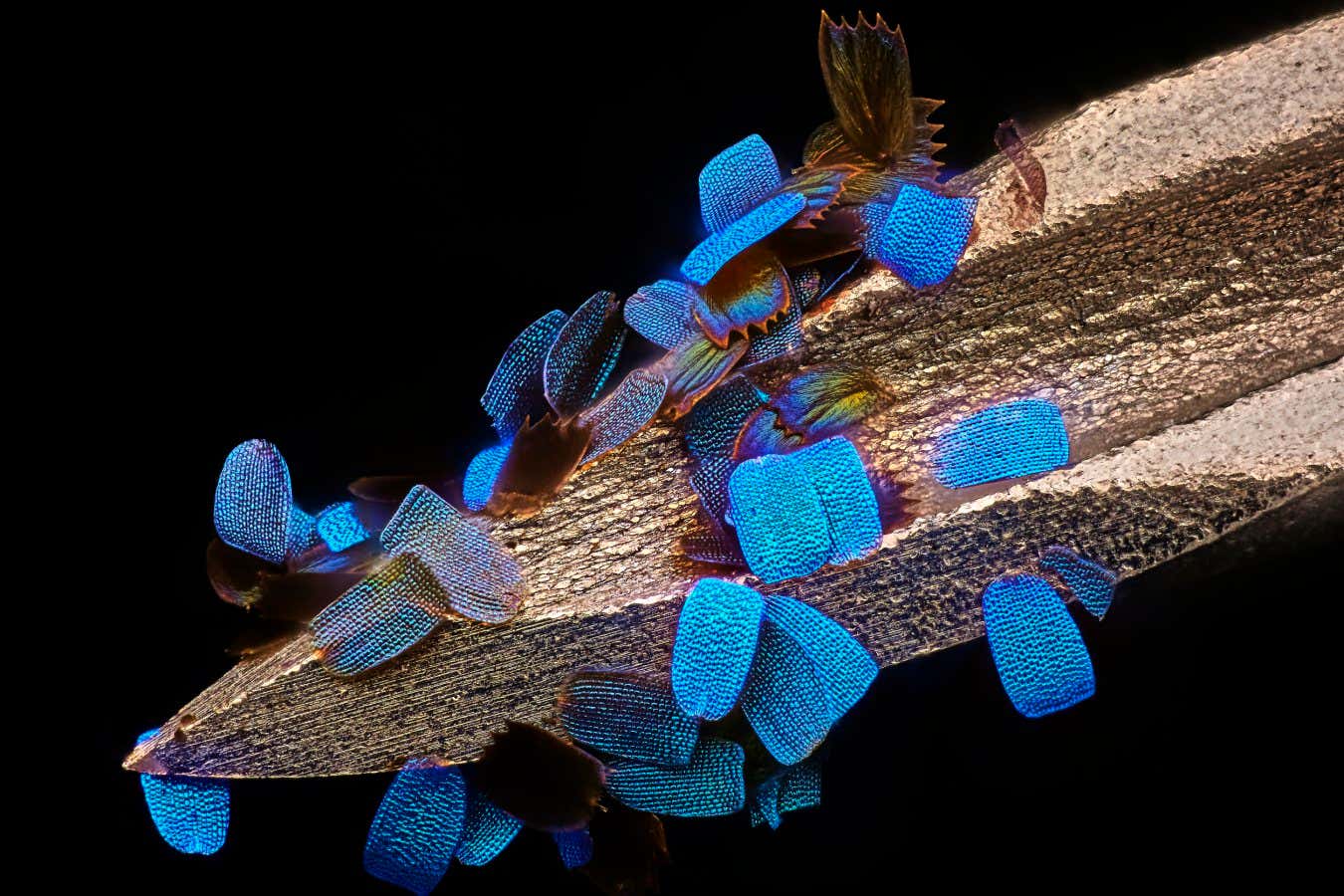 Miniature scales from the wings of a Ulysses butterfly