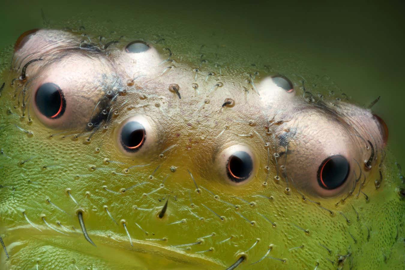 The eight eyes of a green crab spider 