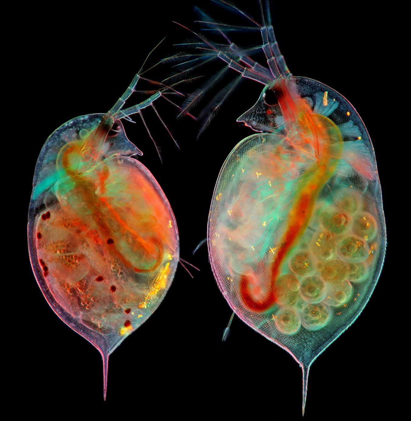 Translucent water fleas at different stages of reproduction