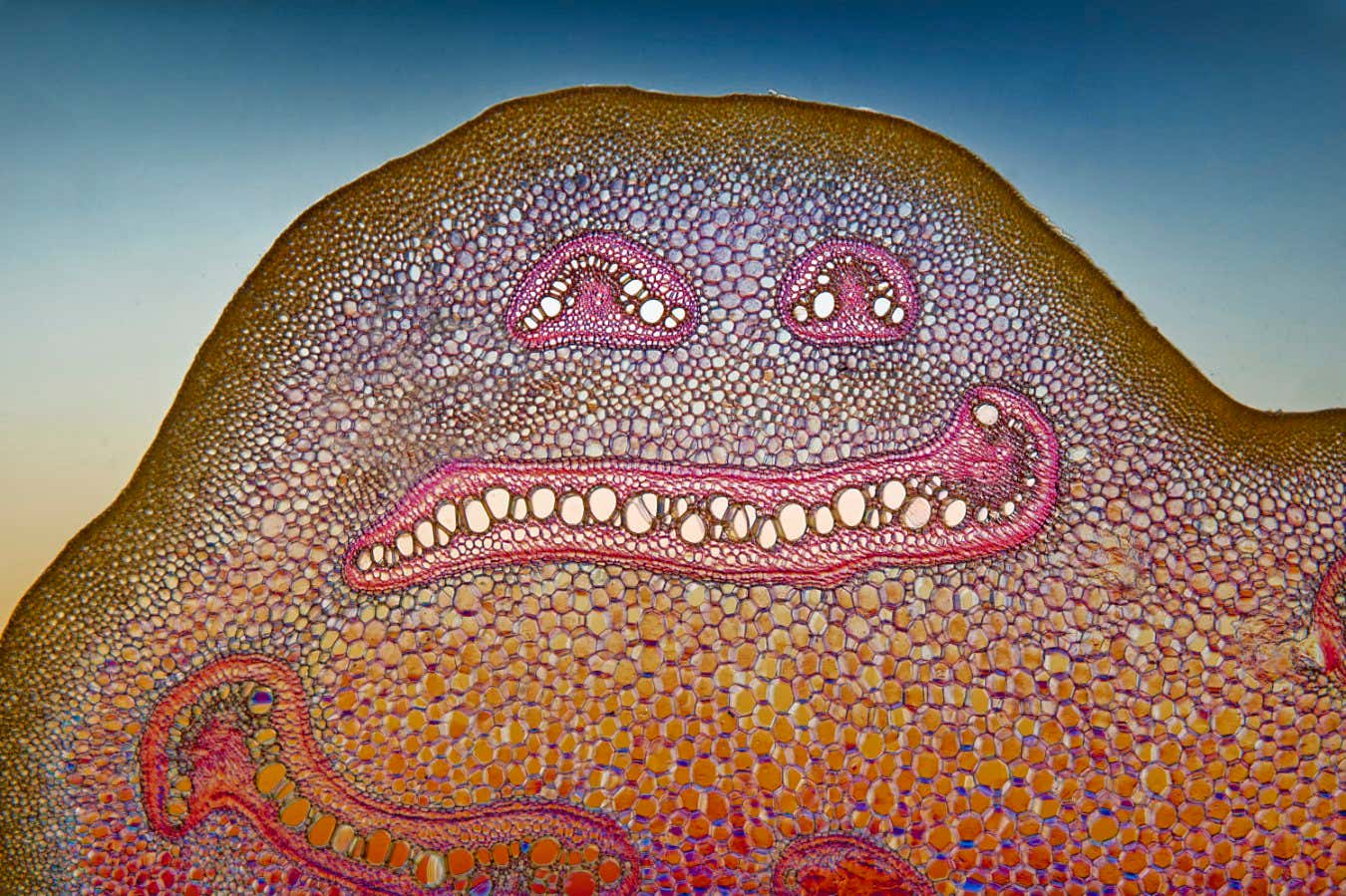 Expressive looking vascular bundles in a cross-section of a bracken fern 