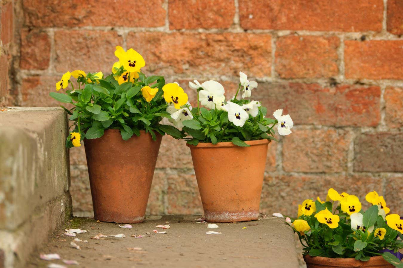 2R0BRR1 Potted pansy flowers on a step