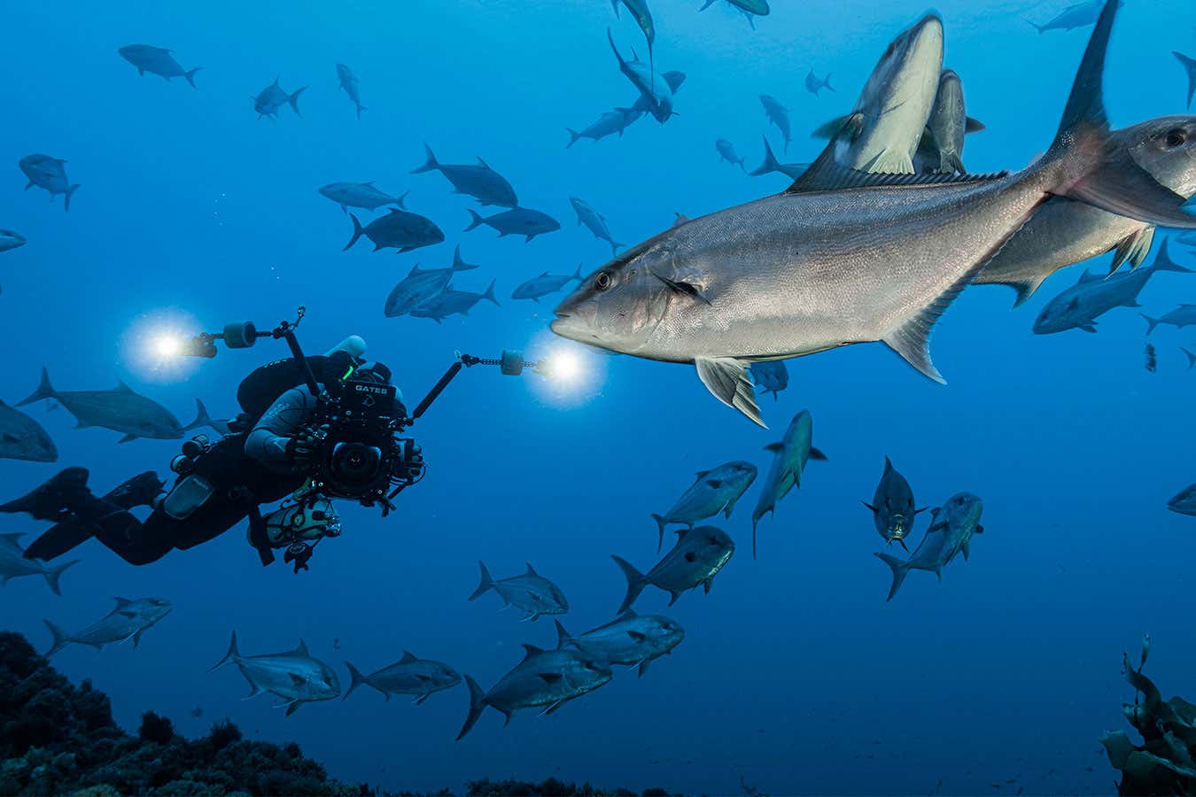 Diver underwater with camera filming fish